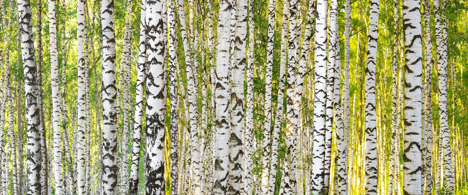 Modern Forest Birch Tree wallpaper Black White Birchtree branches patterns