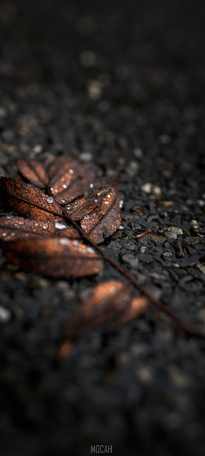 leaf autumn fall and wet hd, TECNO Spark 5 Pro HD download, 720x1600 Gallery HD Wallpaper