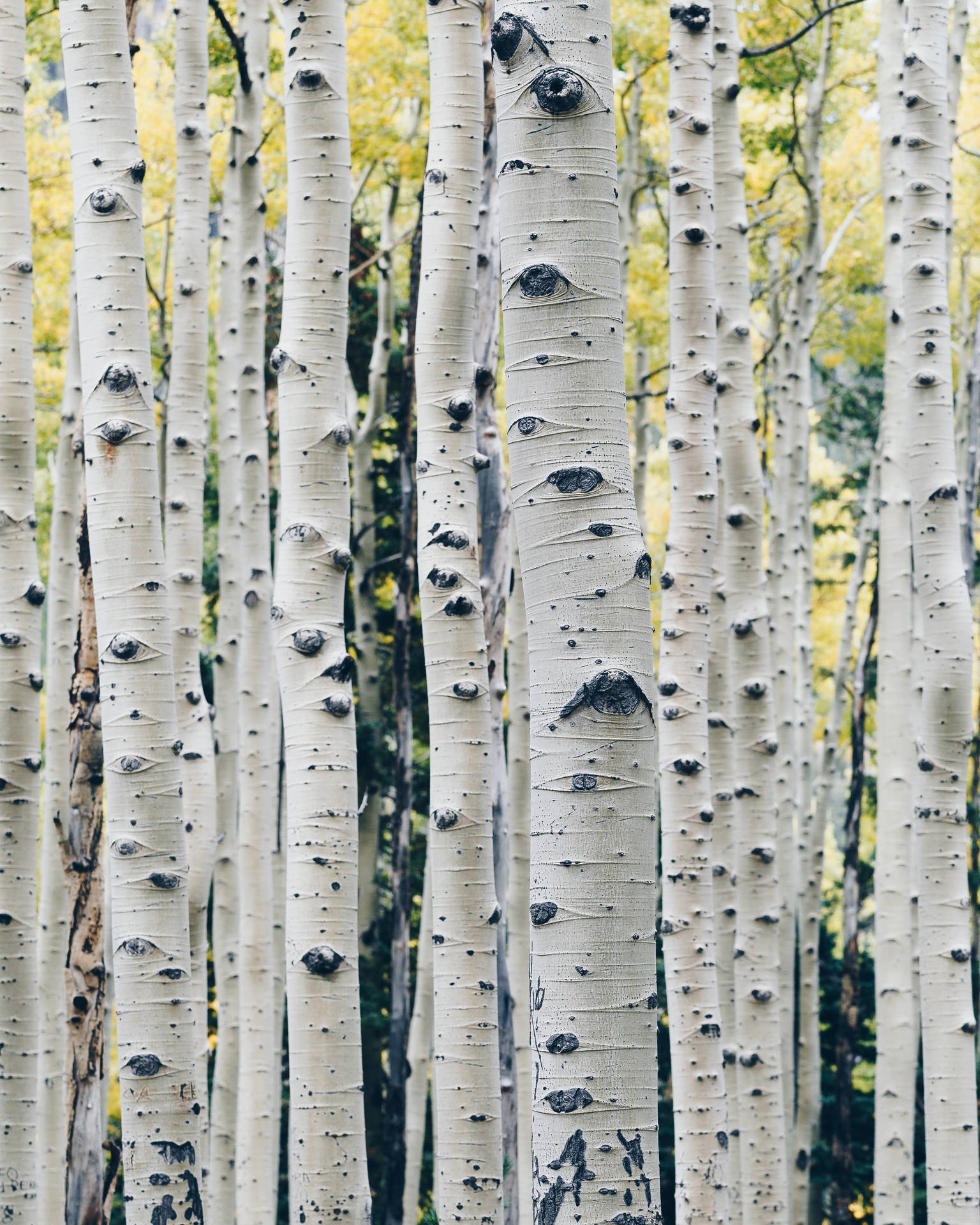 Download Forest Birch Tree Stems Wallpaper