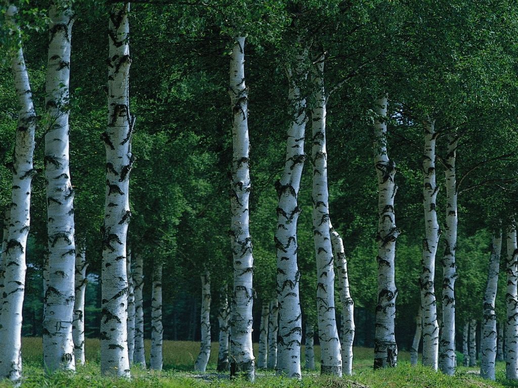 Birch Forest wallpaper. Birch tree wallpaper, Tree wallpaper, Trees to plant