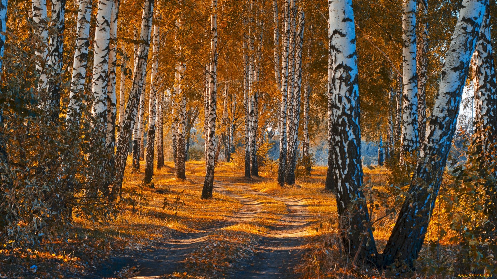 Birch Forest in Autumn Wallpaper