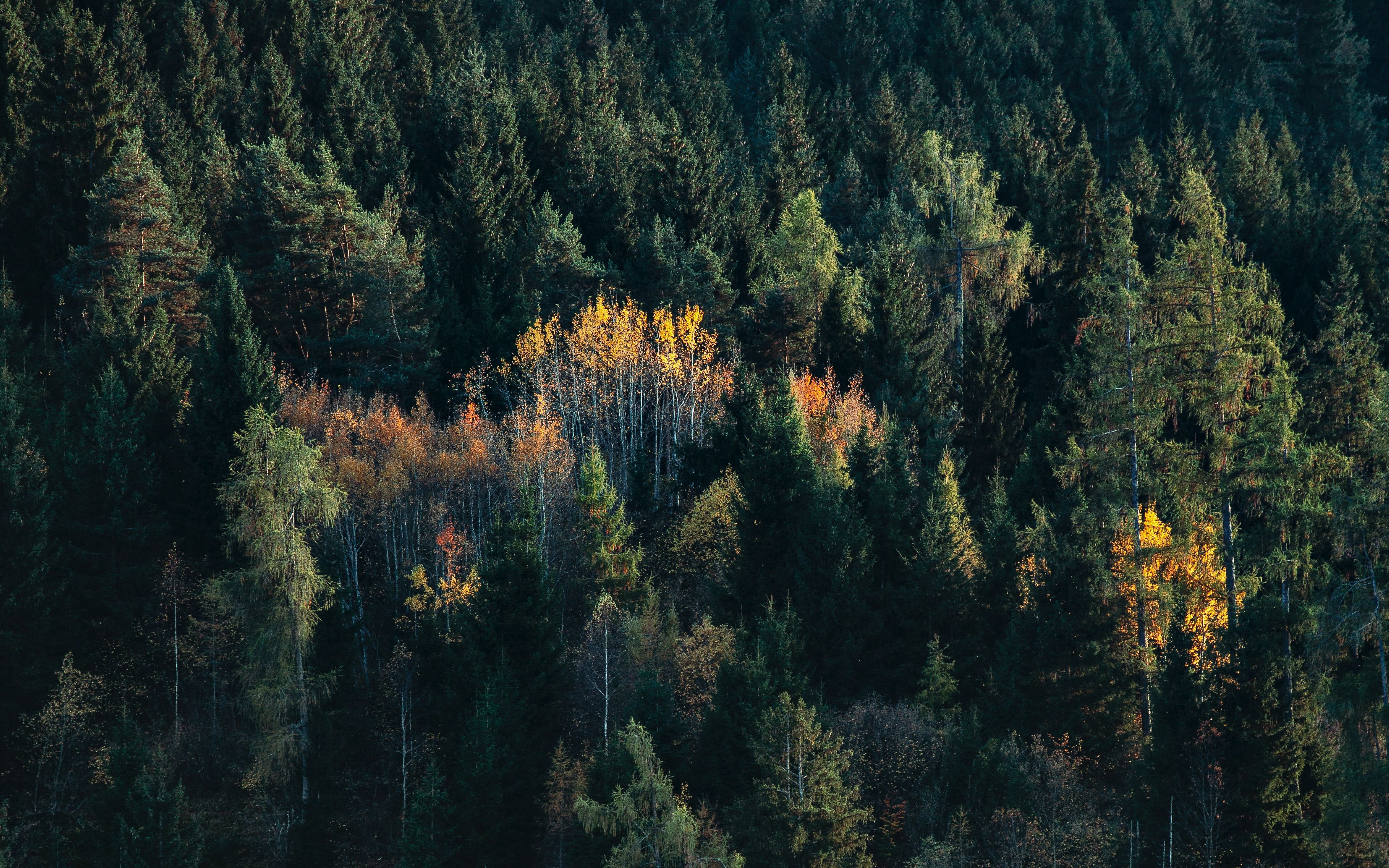 Download wallpaper 3840x2400 trees, spruce, birch, forest 4k ultra HD 16:10 HD background