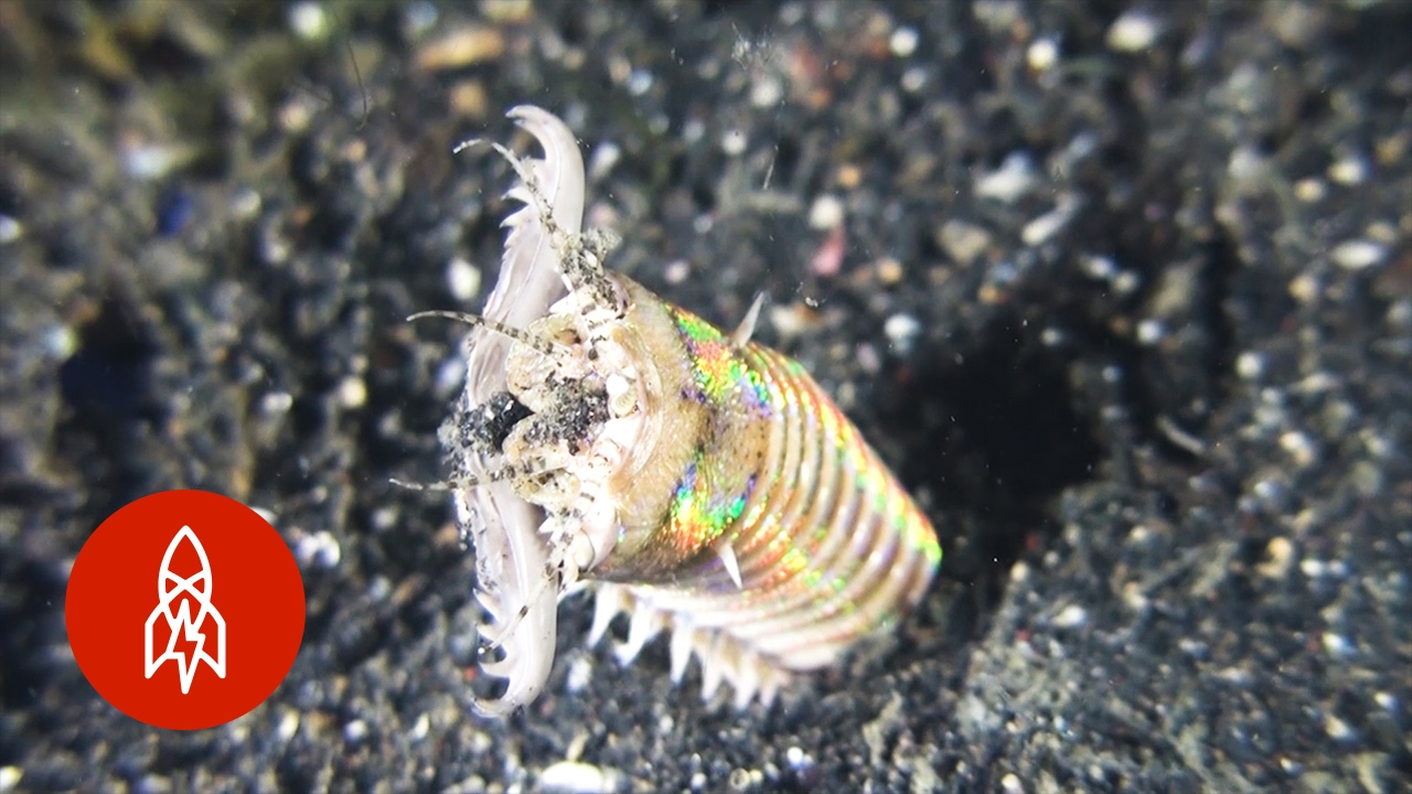 It is a Bobbit Worm [video] Scuba Divers