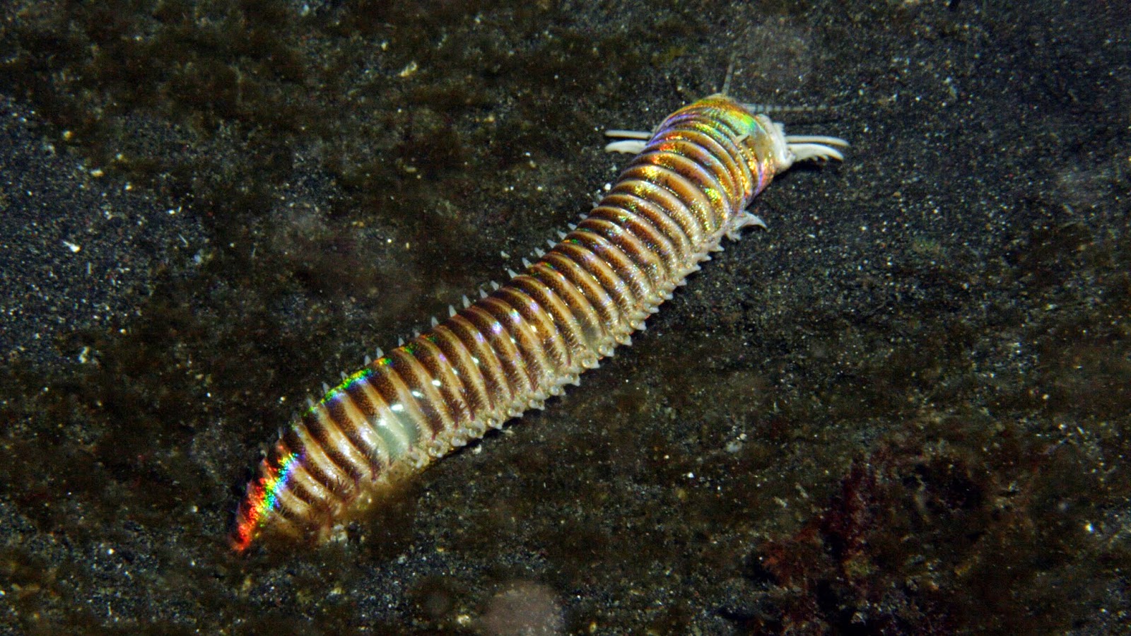 Science- Sea Worm you need To Know And Picture