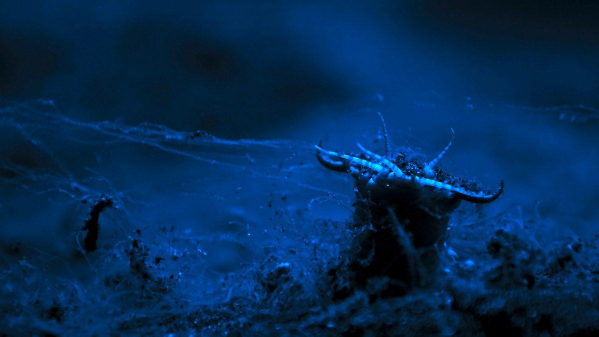 BBC One Planet II Bobbit worms in the dark
