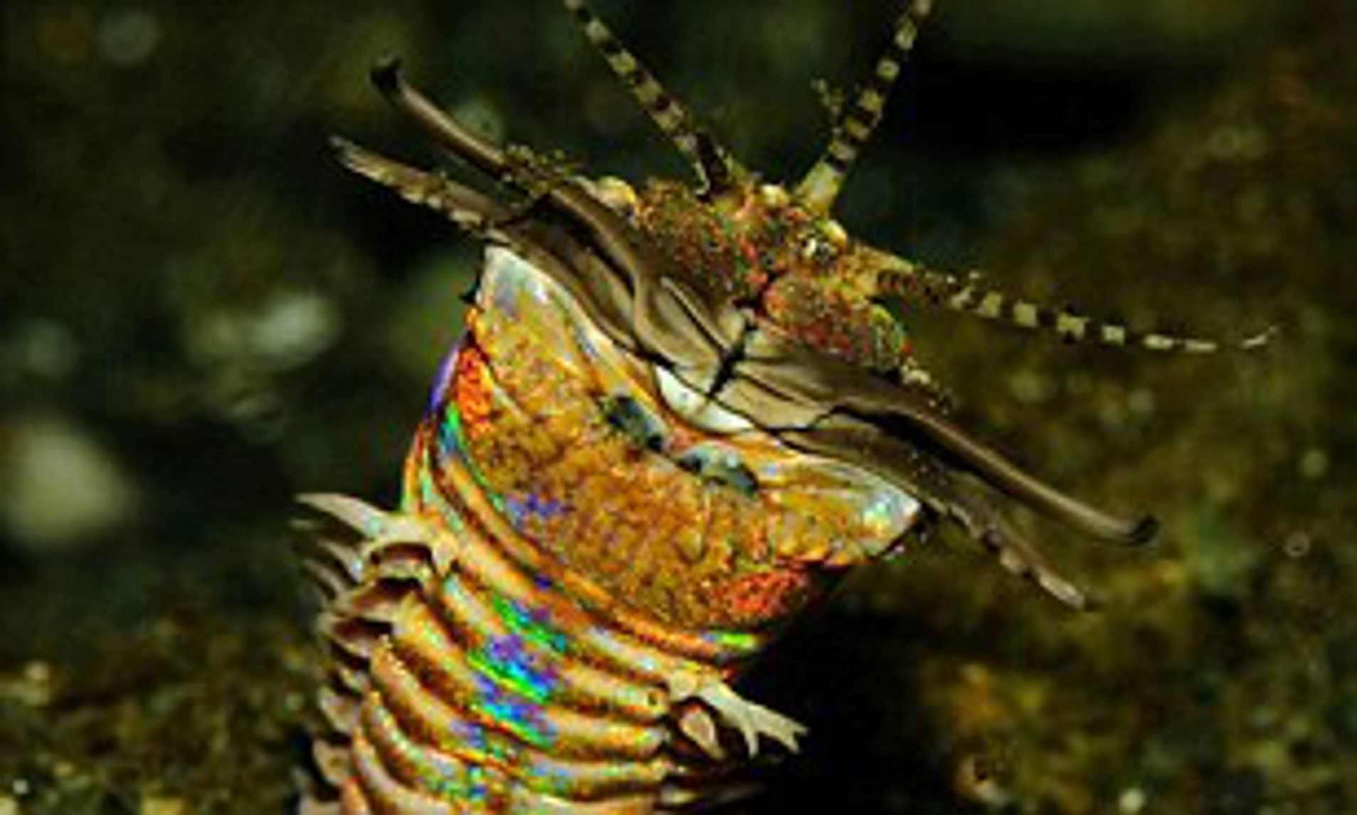 Eunice Aphroditois: The 10ft Long Rainbow 'bobbit Worm' That Uses Scissors To Slice Prey In Two. Daily Mail Online