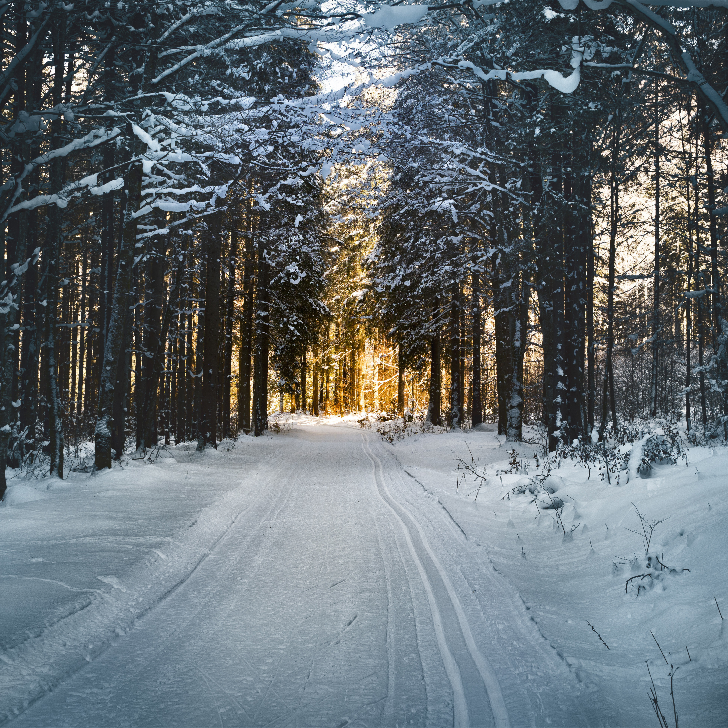 Download wallpaper 2932x2932 winter, snow road, trees, nature, ipad pro retina, 2932x2932 HD background, 956
