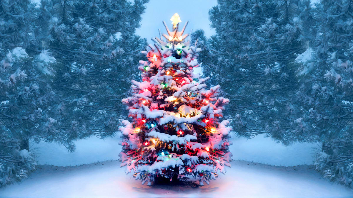 History of Christmas Trees, Traditions & Trivia
