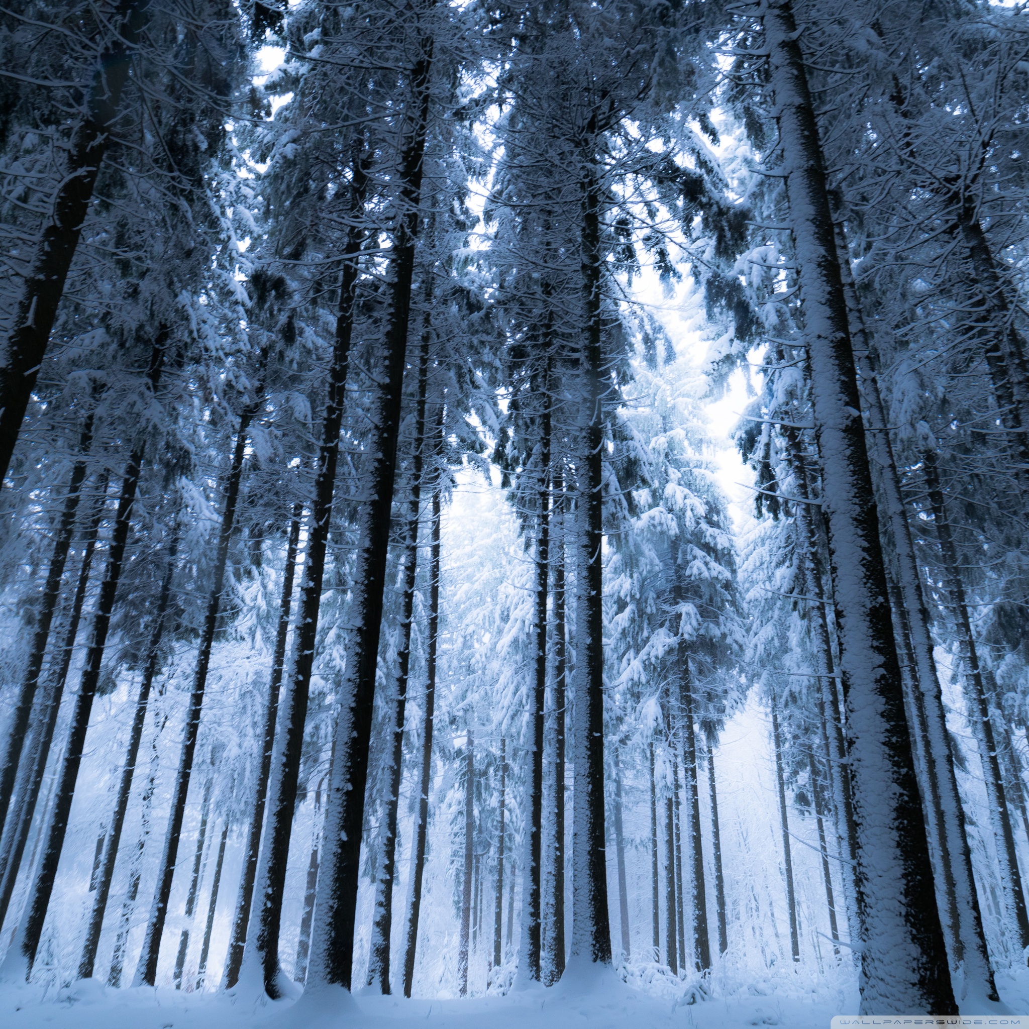 Deep Winter Forest Ultra HD Desktop Background Wallpaper for 4K UHD TV, Widescreen & UltraWide Desktop & Laptop, Tablet