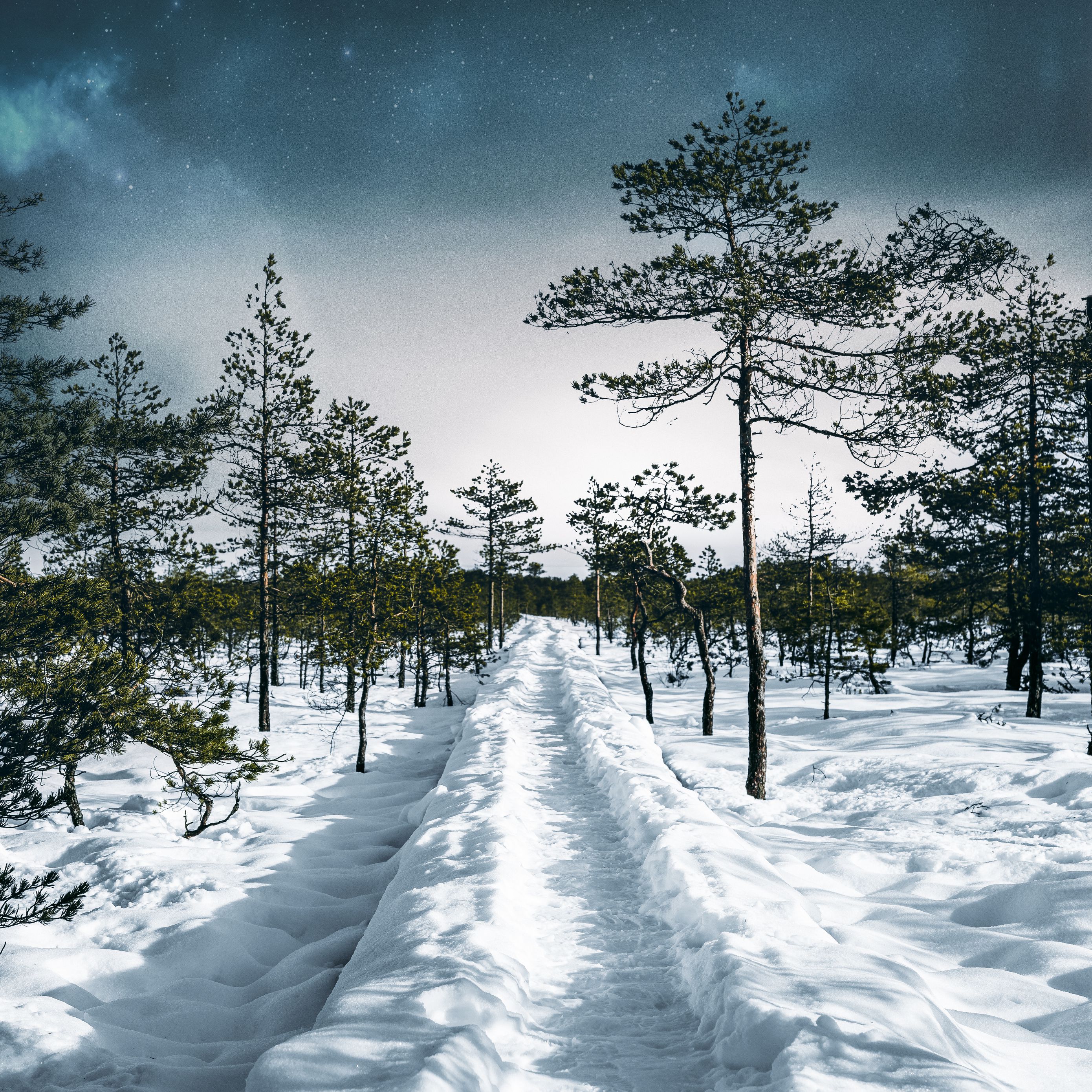Download wallpaper 2780x2780 snow, path, trees, forest, sky, winter ipad air, ipad air ipad ipad ipad mini ipad mini ipad mini ipad pro 9.7 for parallax HD background