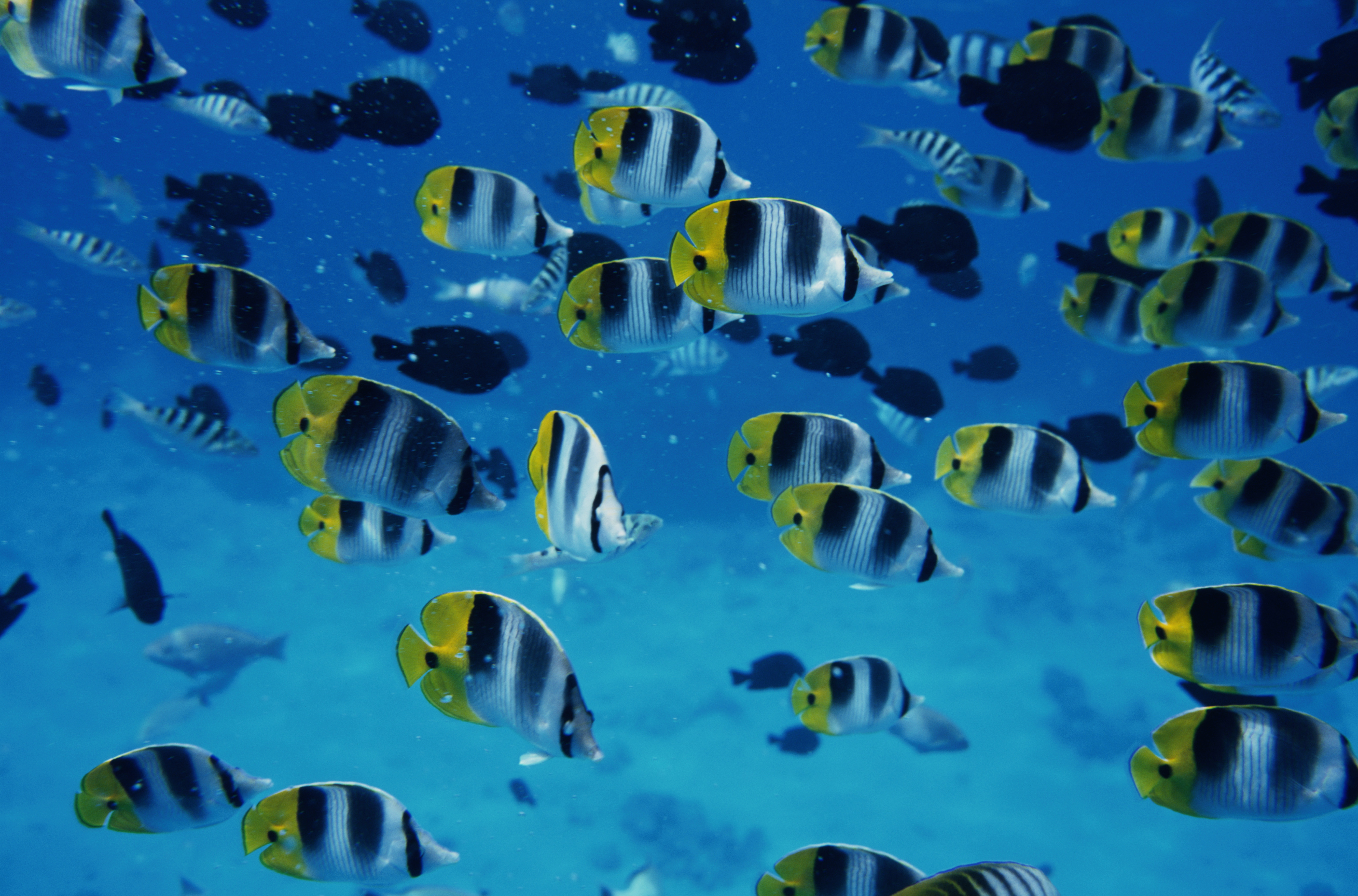 Windows wallpaper, Microsoft, Corbis