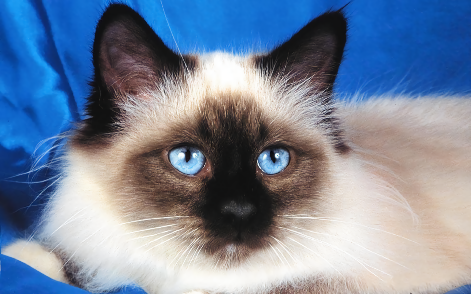 Birman Cat Wallpapers - Wallpaper Cave