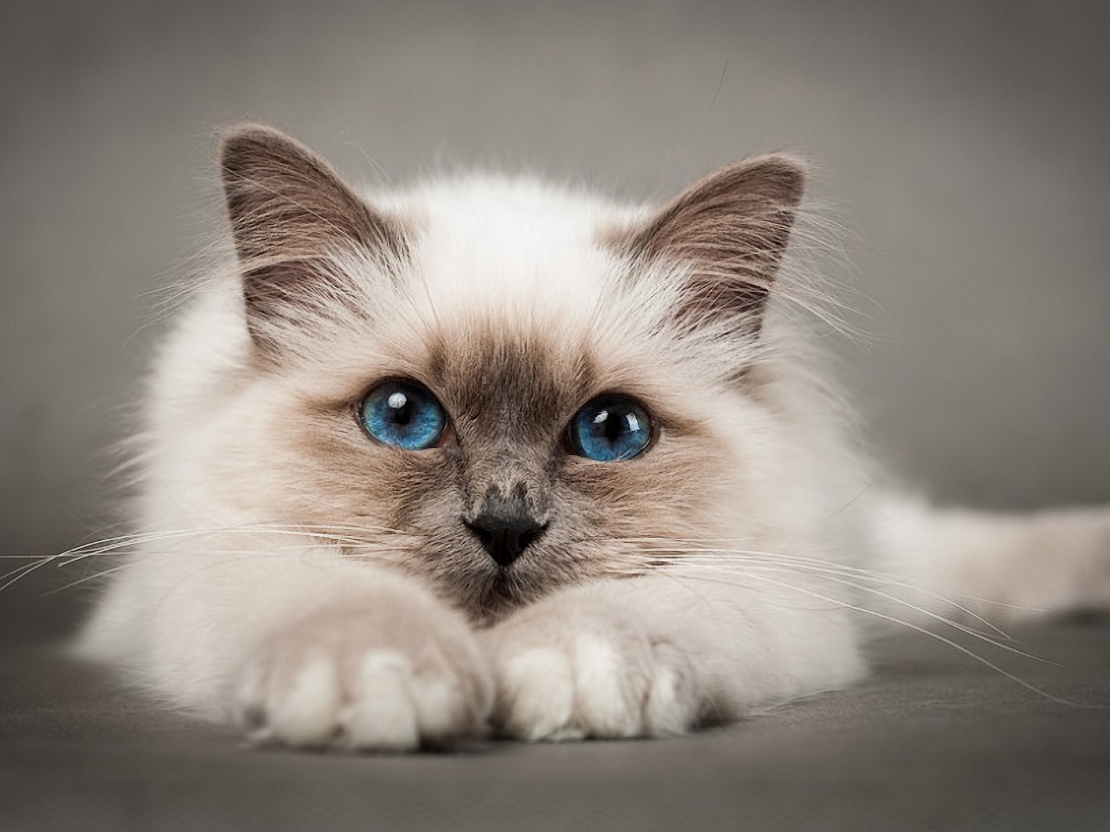 Lovable Birman Cat 1600 x 1200 Wallpaper