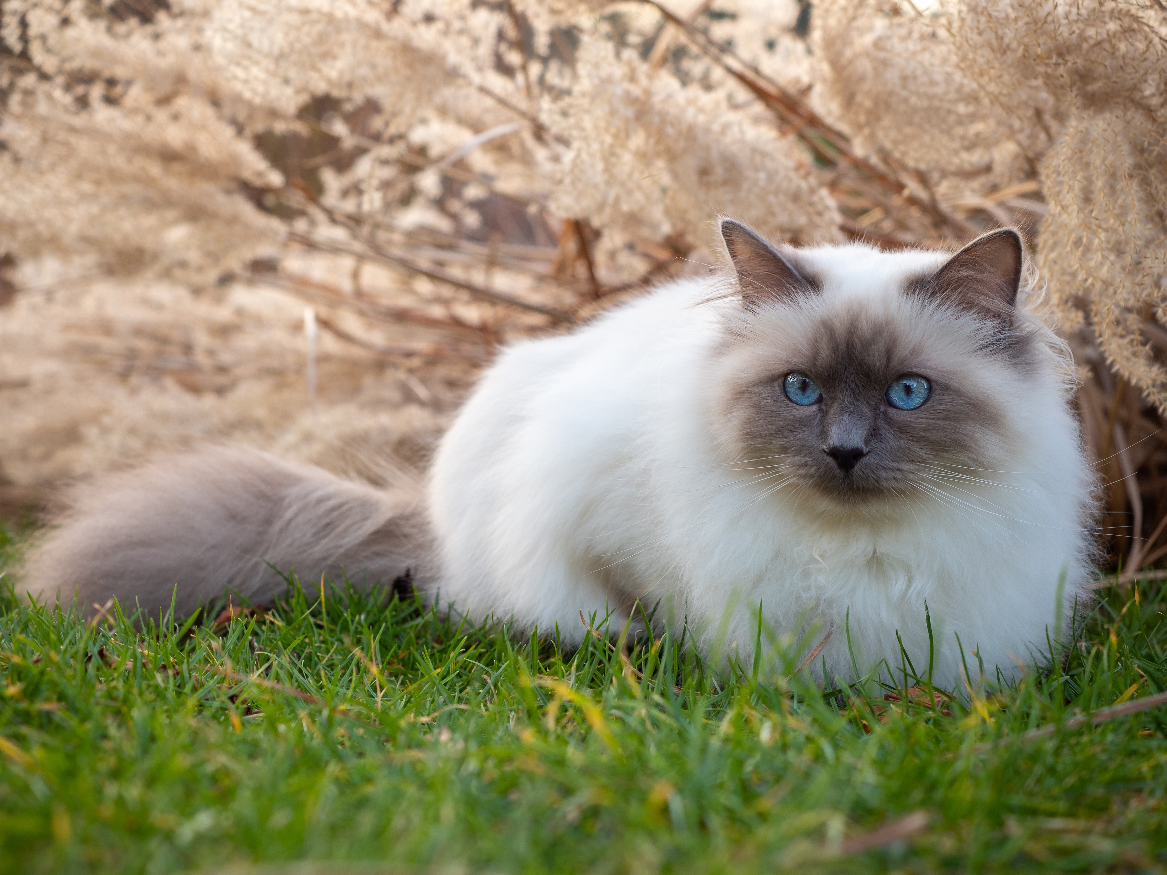 Birman Cat Wallpapers - Wallpaper Cave