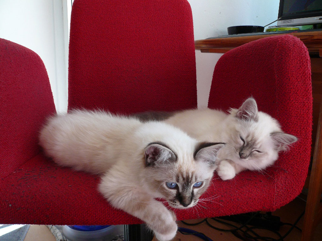 Birman Cat Wallpaper Cute and Docile