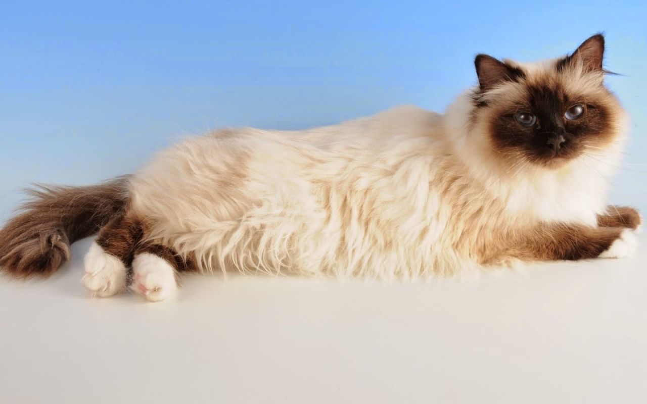 Birman Cat 1280 x 800 widescreen Wallpaper