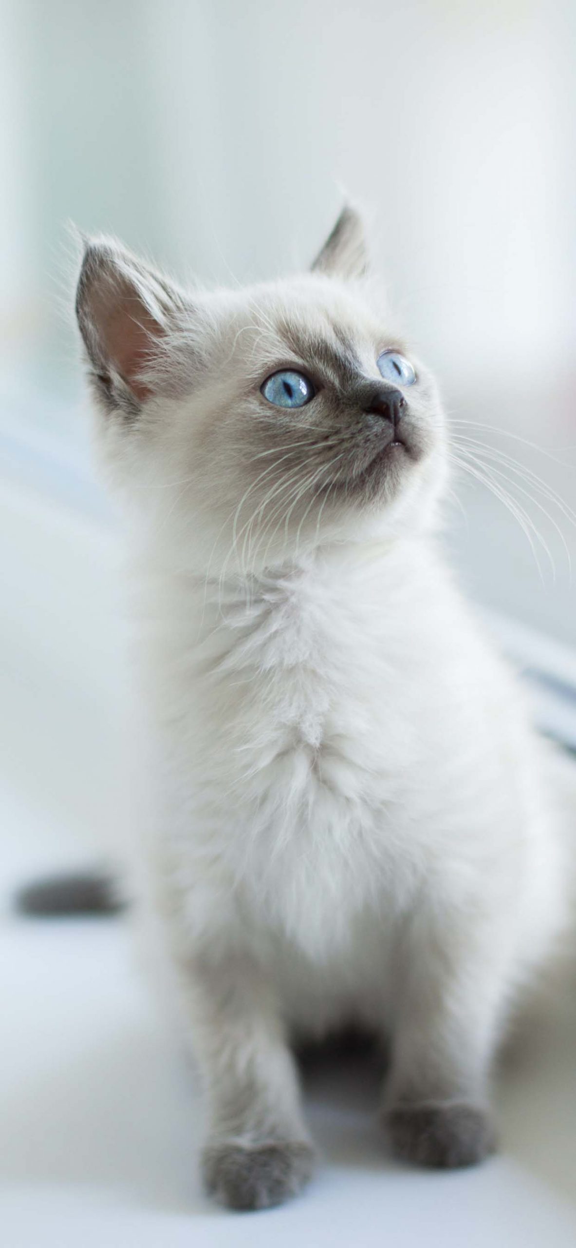 Cute Cat Wallpaper For Your Phone Like Cats Very Much