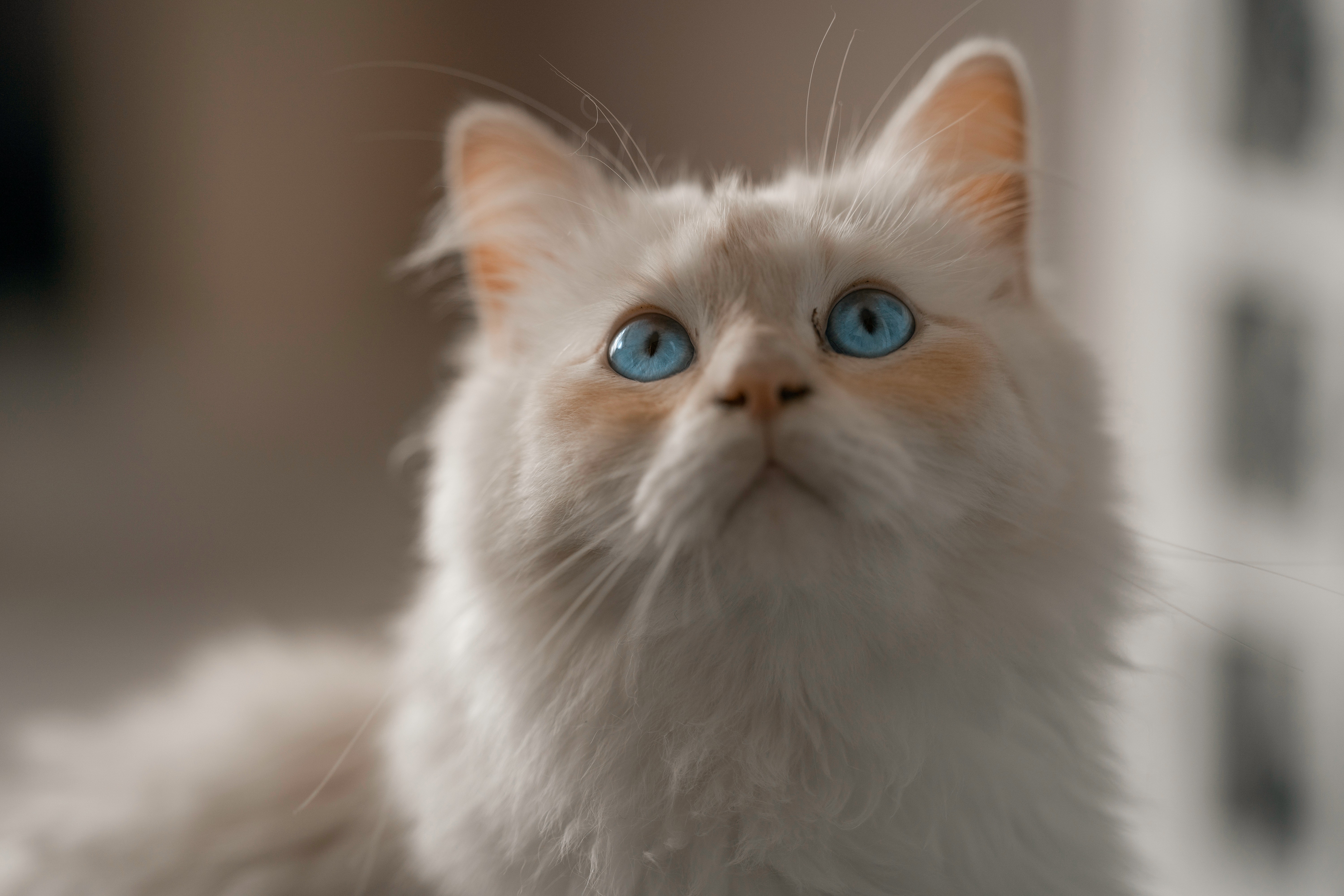 Birman Cat Photo, Download Free Birman Cat & HD Image