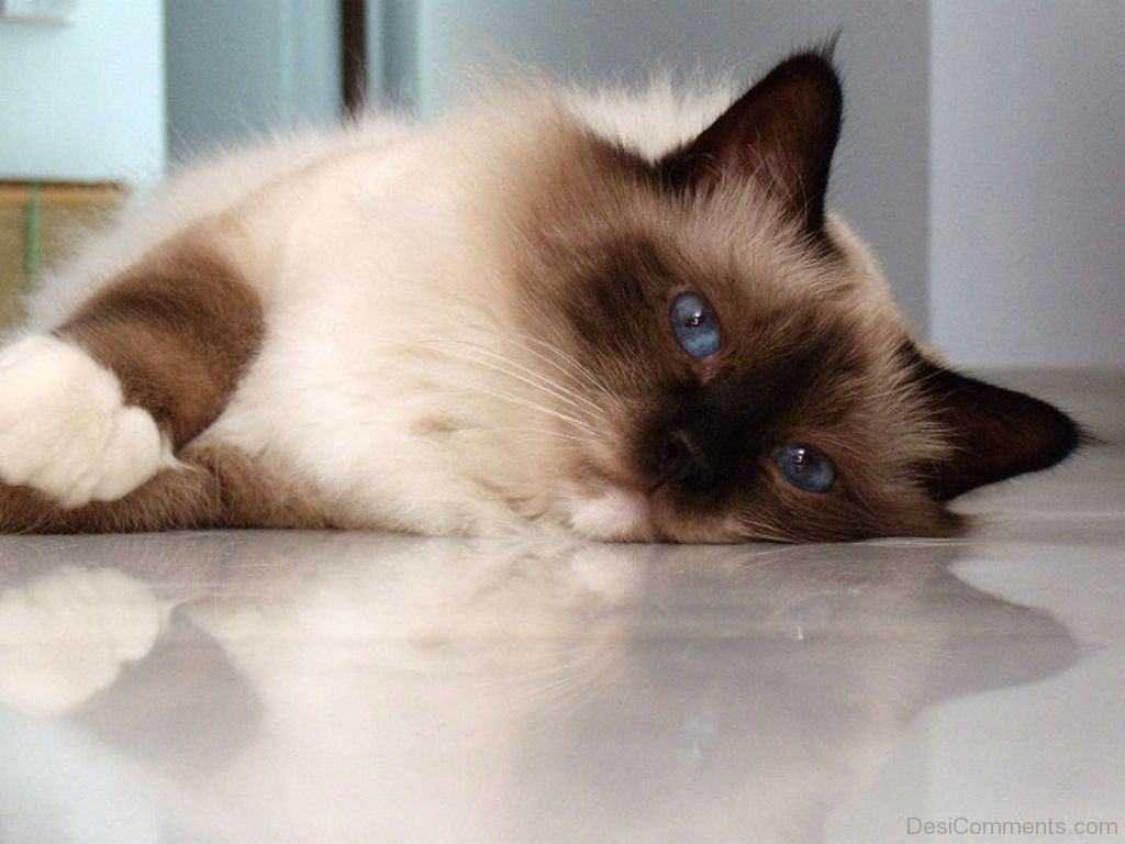 Wallpaper Of Birman Cat