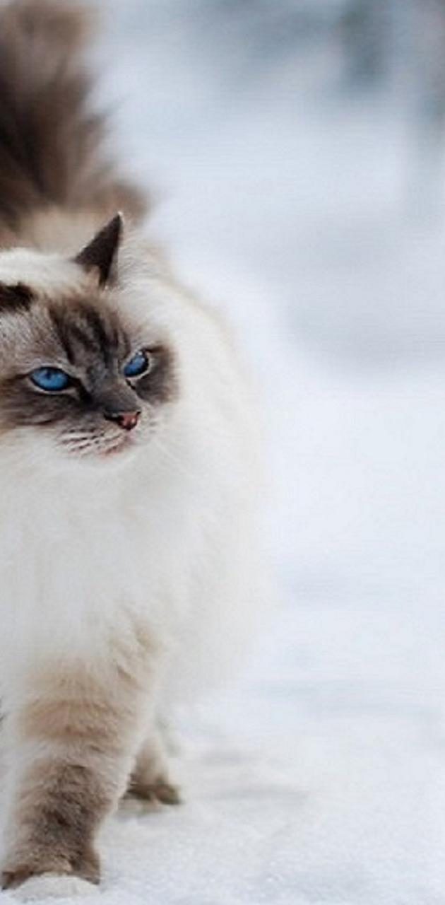 Snow cat wallpaper