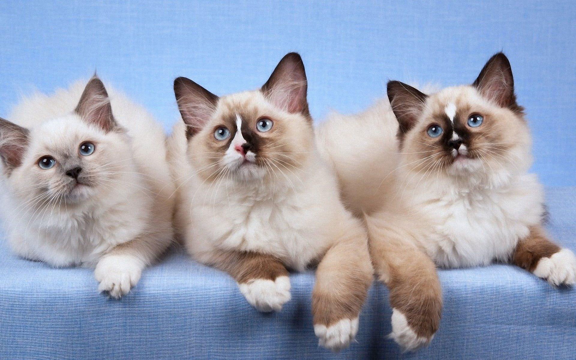 Wallpaper Three Ragdoll Cats, Kitten, Animal