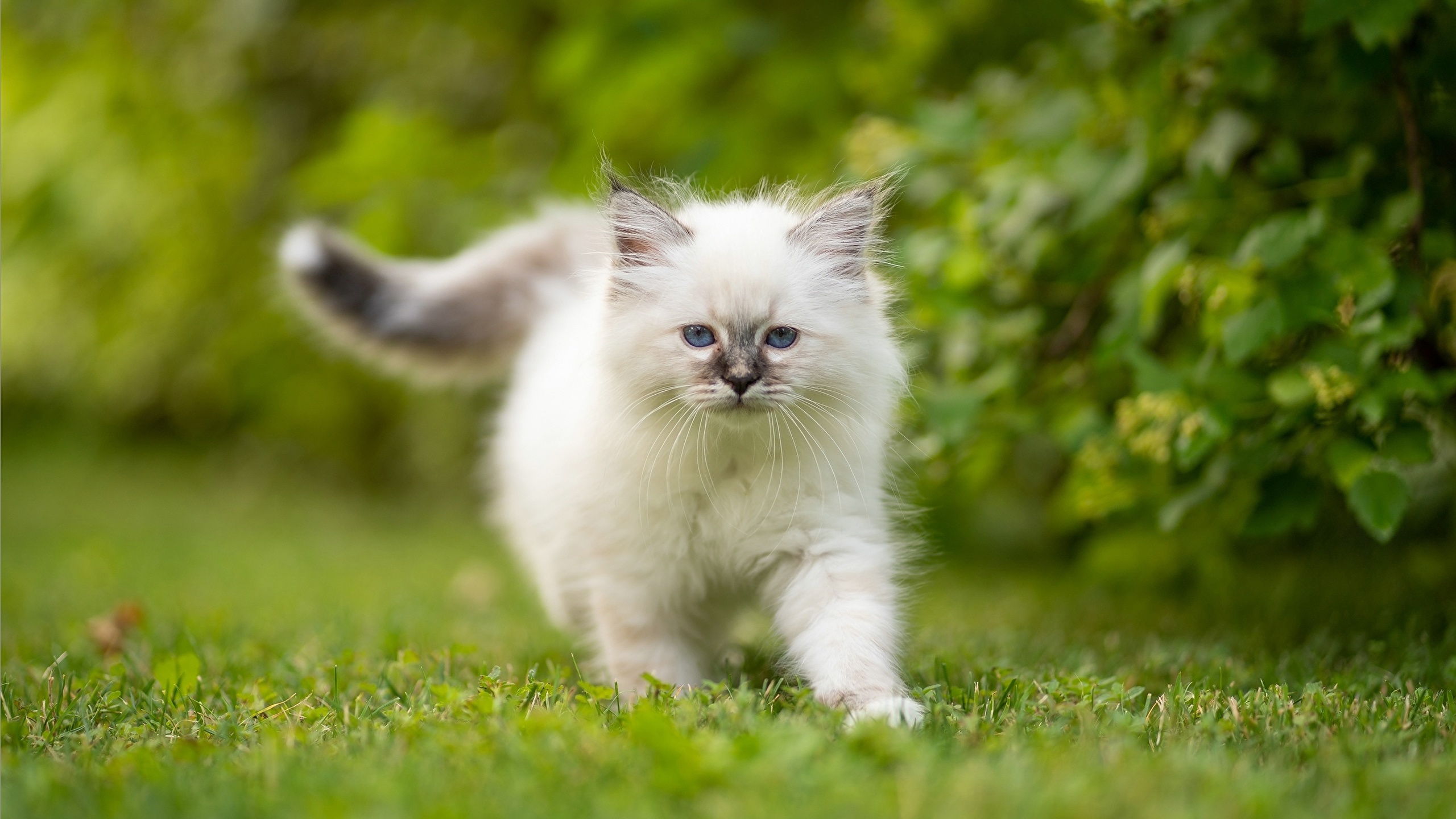 Picture Animals White cat Birman Kittens Grass 2560x1440