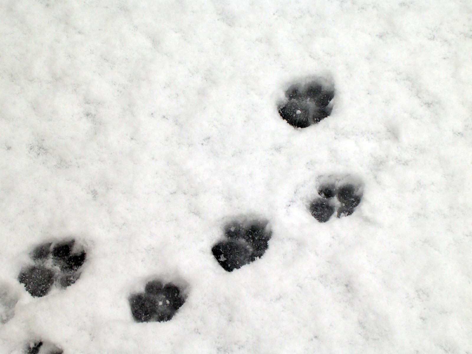 Paw Prints. Lucky's Bed & Biscuit