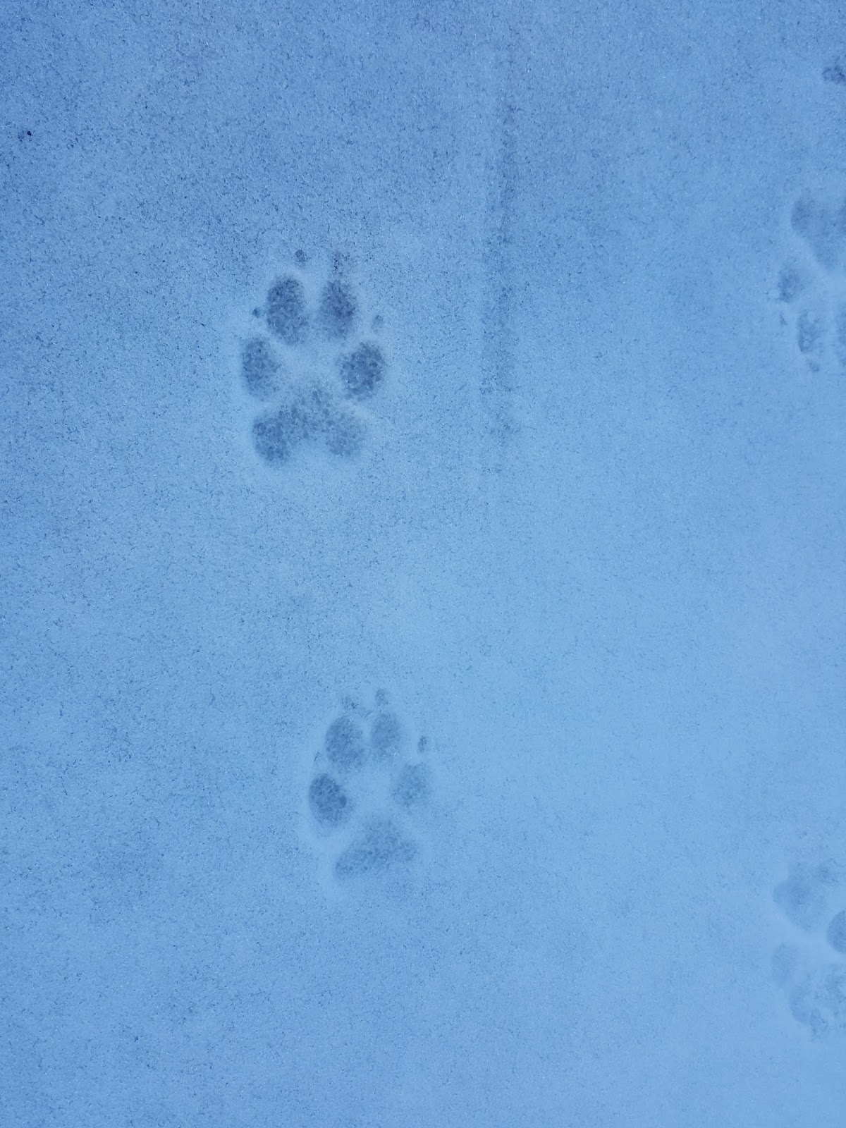 Identifying Predator Prints in the Snow Eggs Daily® with Lisa Steele