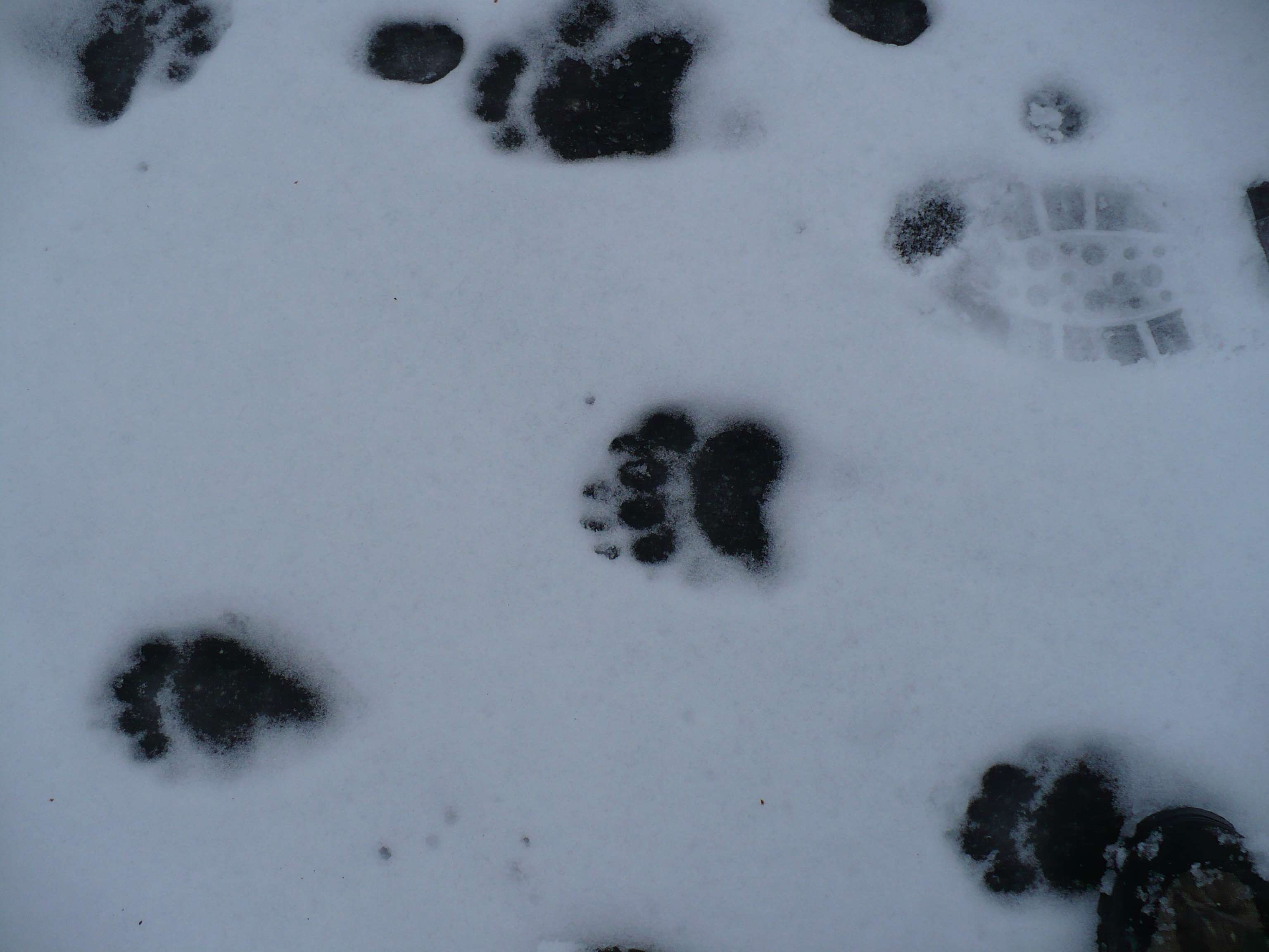 bear #paw prints #snow #tracks. Bear paw print, Bear paws, Paw print