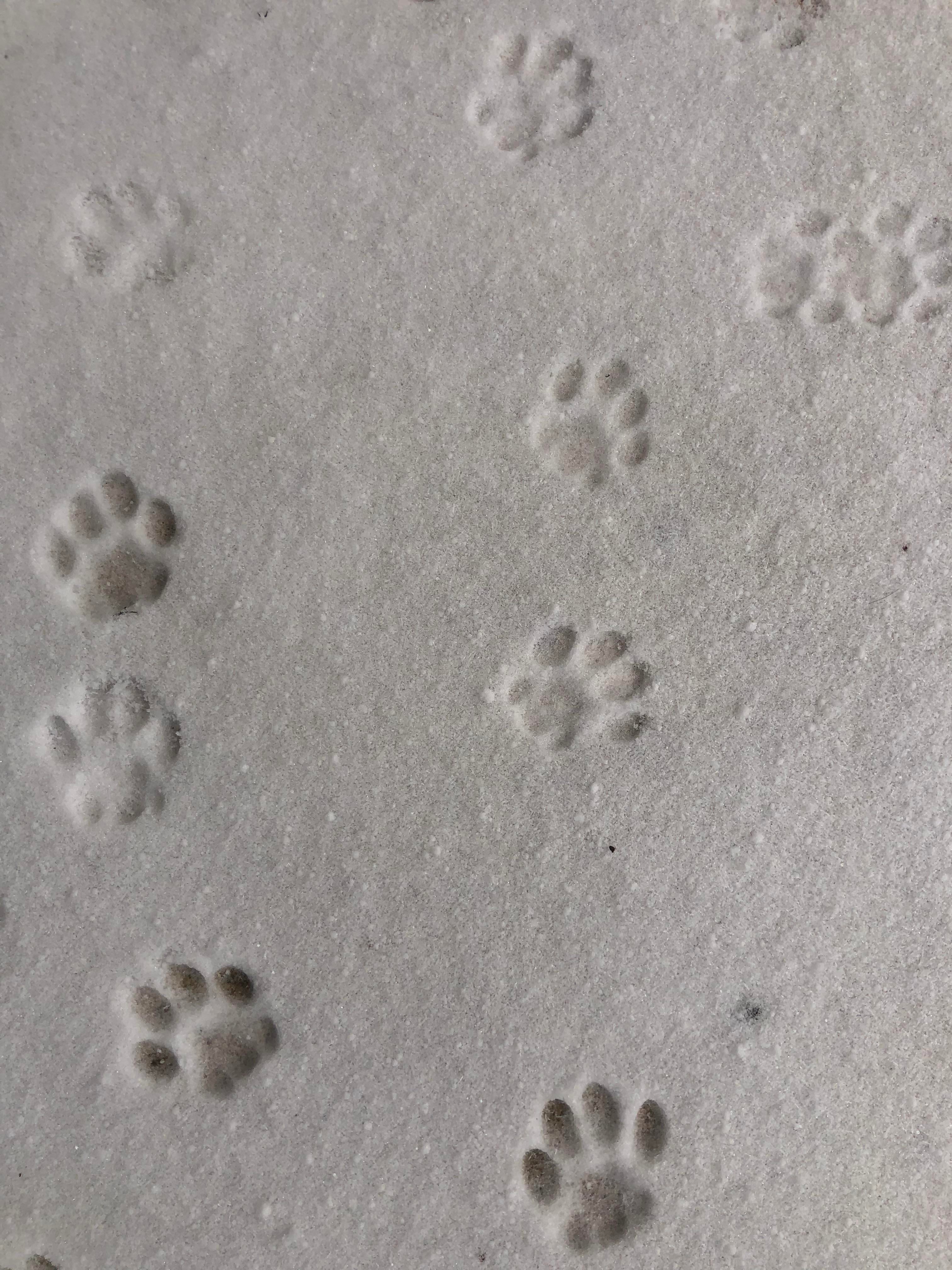 My cats first paw prints in the snow
