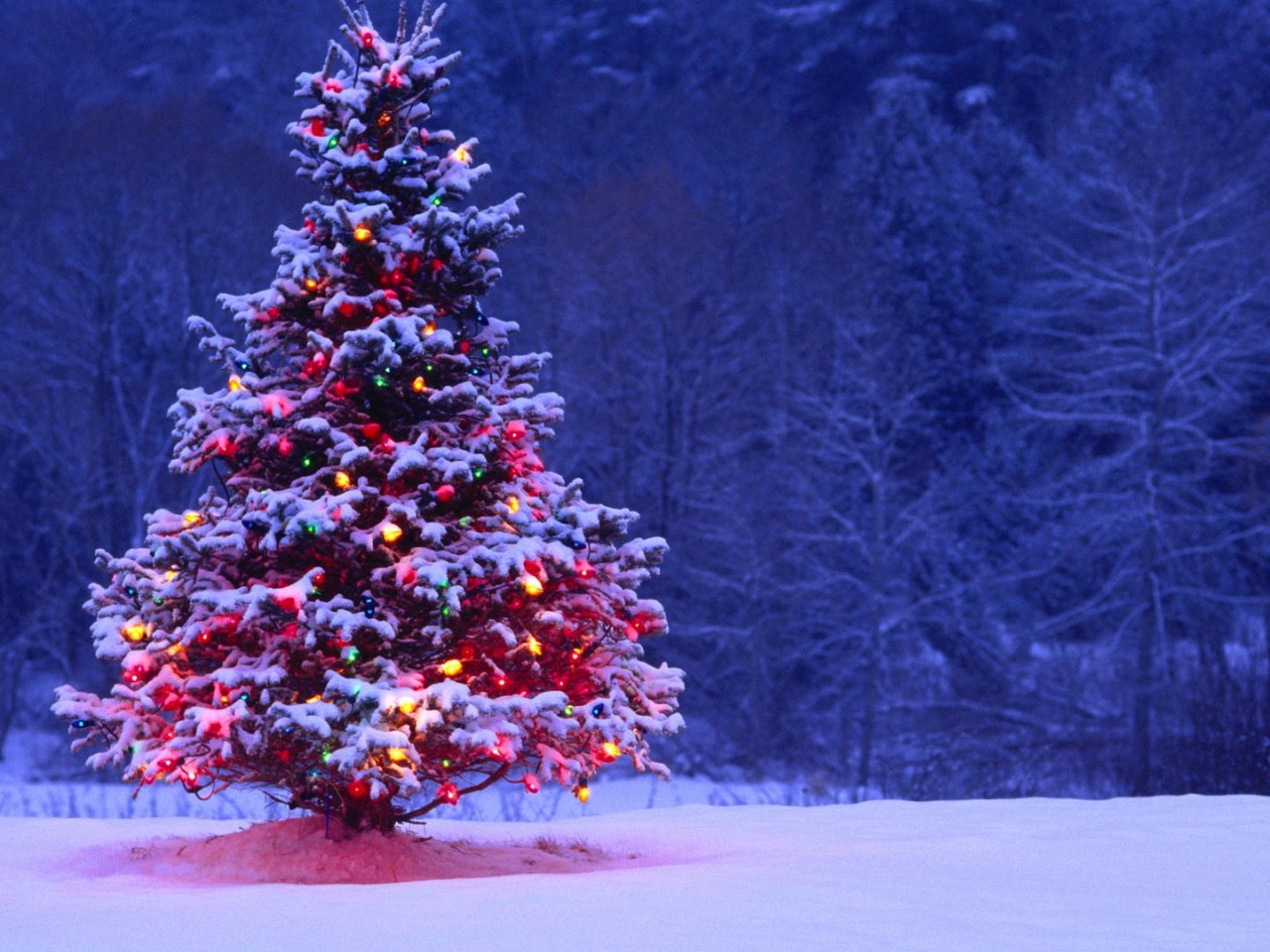 Light Covered Snowy Christmas Tree Definition, High Resolution HD Wallpaper, High Definition, High Resolution HD Wallpaper
