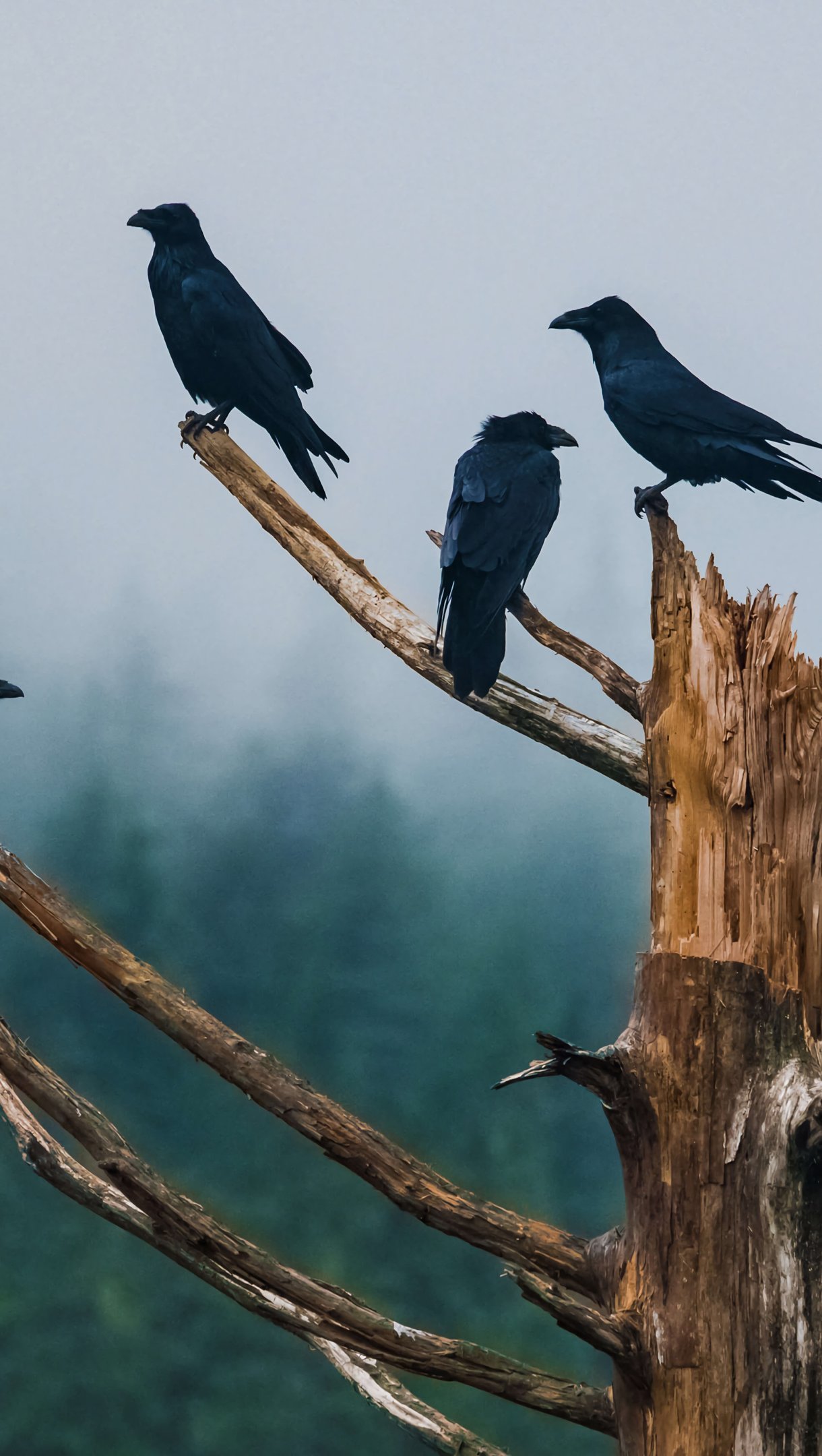 Crows in tree Wallpaper 4k Ultra HD