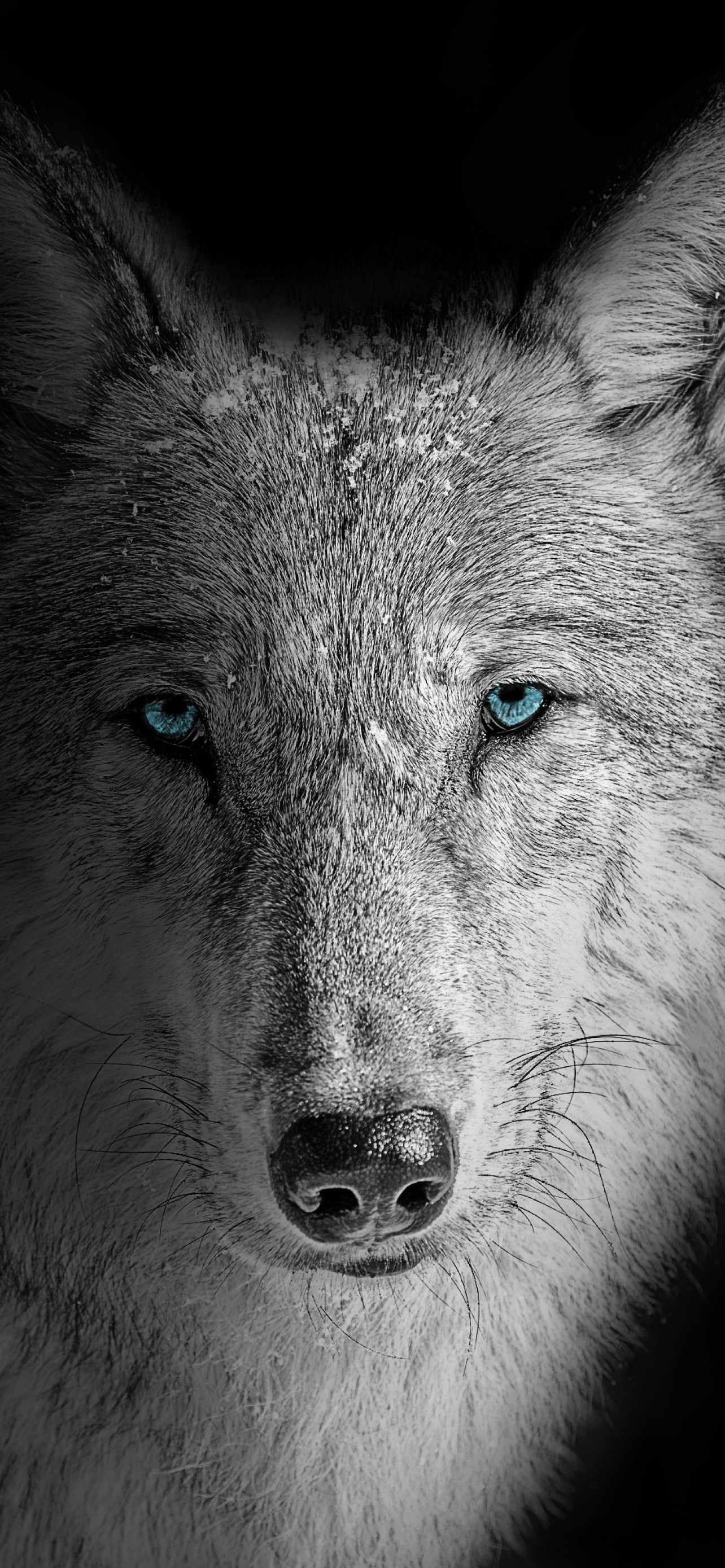 Wolf Wallpaper 4K, Beast, Wild, White wolf, Animals