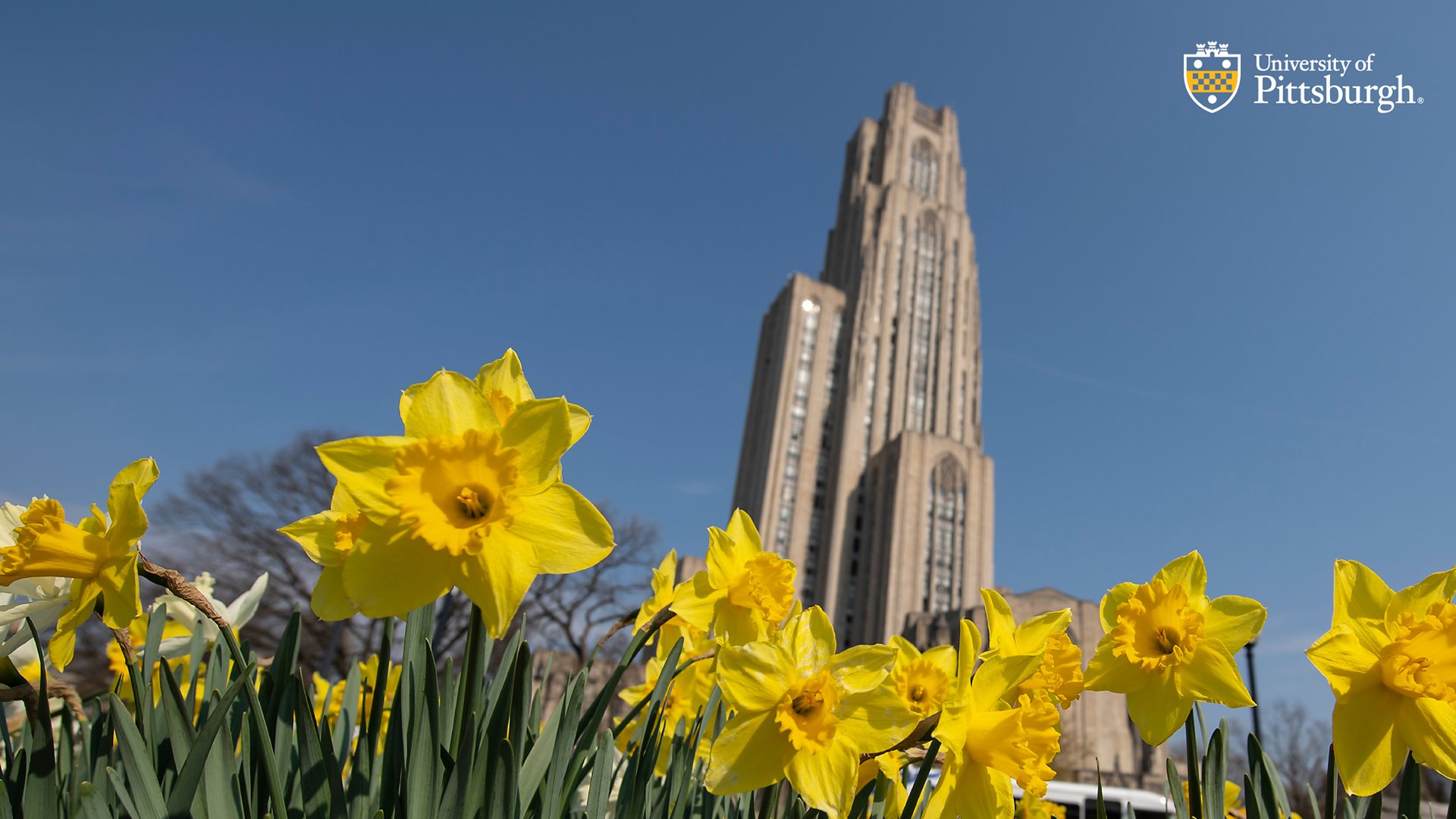 University Of Pittsburgh Wallpapers - Wallpaper Cave