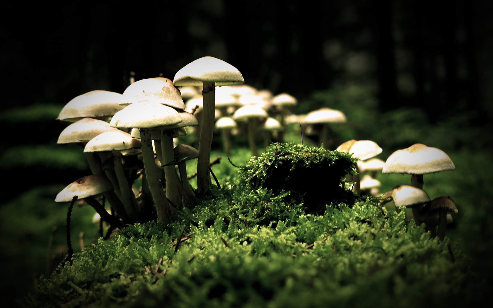 Mushrooms 4K wallpaper for your desktop or mobile screen free and easy to download