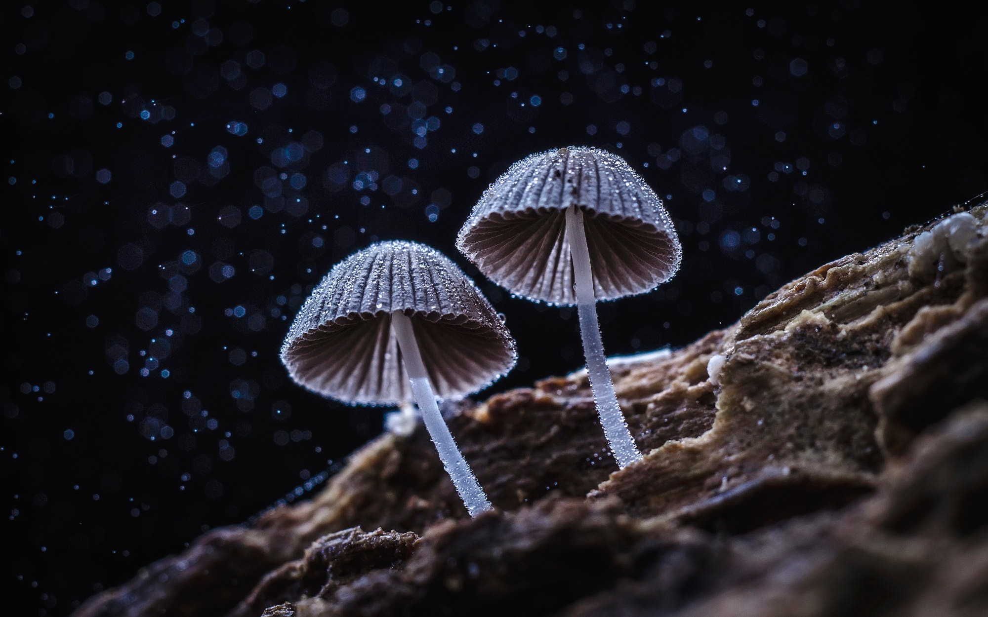 Mushroom HD Wallpaper and Background