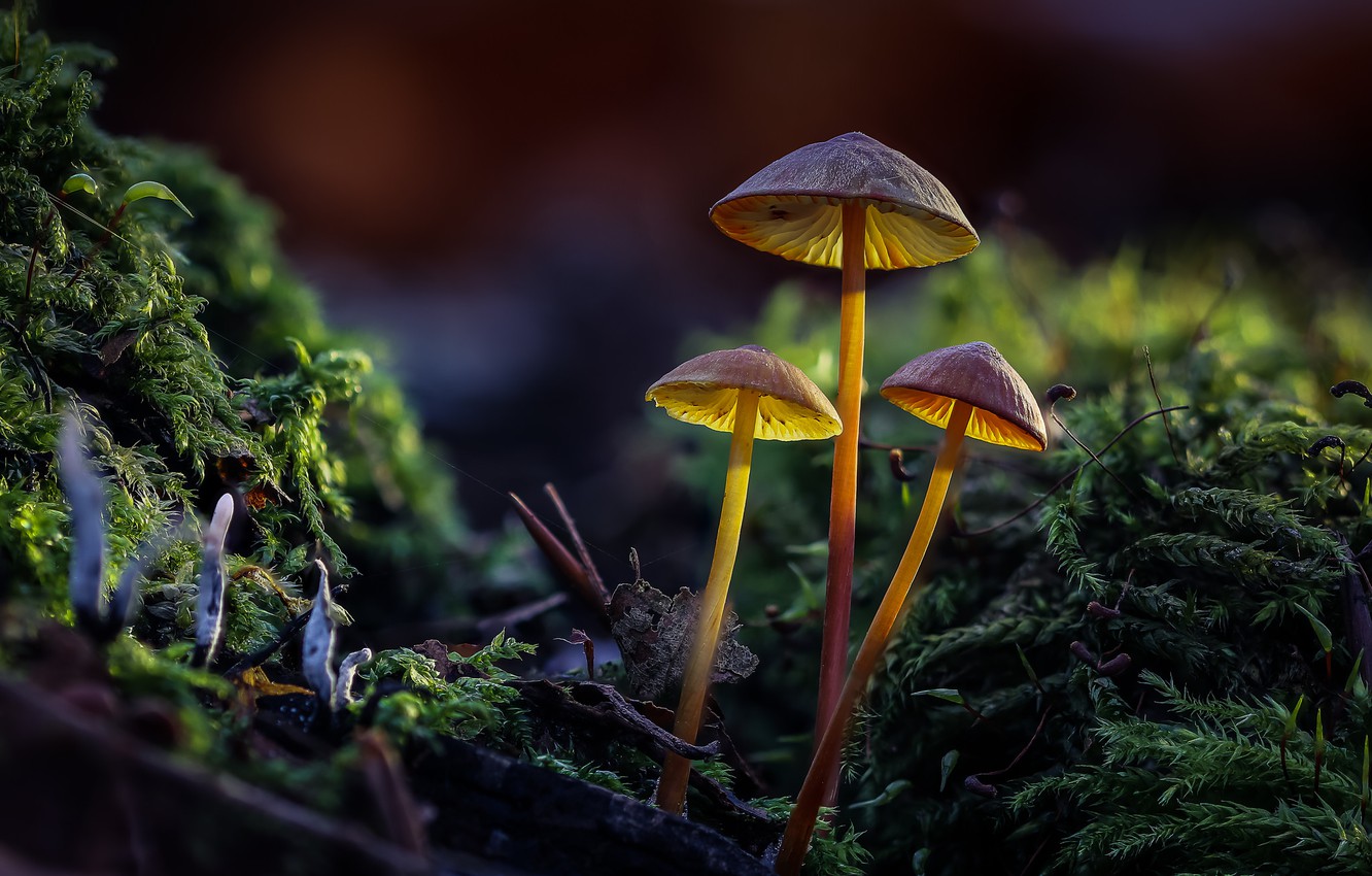 Wallpaper forest, mushrooms, family image for desktop, section природа