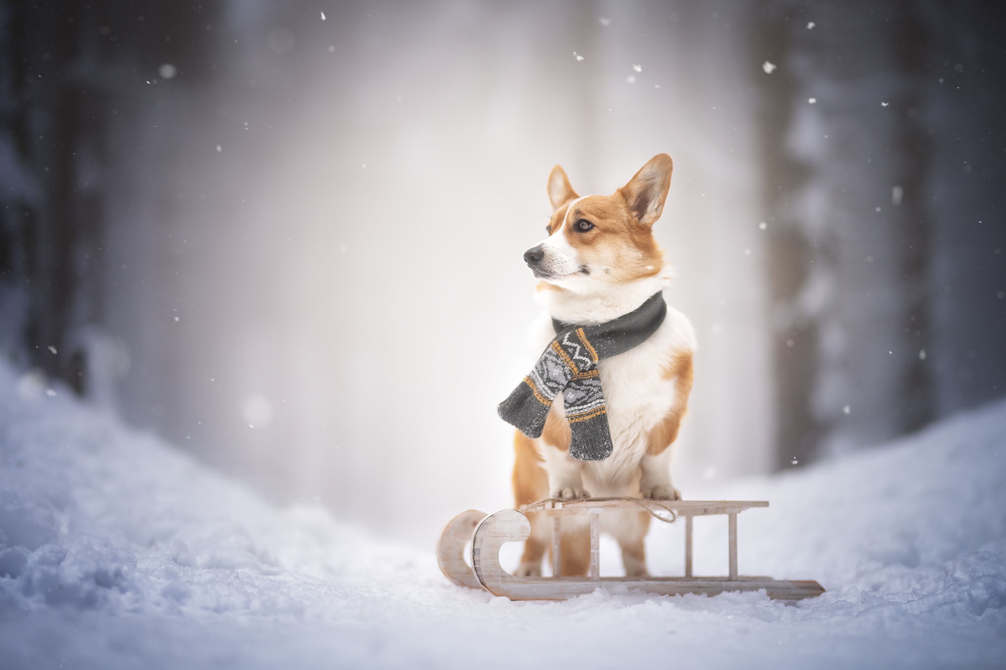 Corgi With a Scarft on a Small Sled