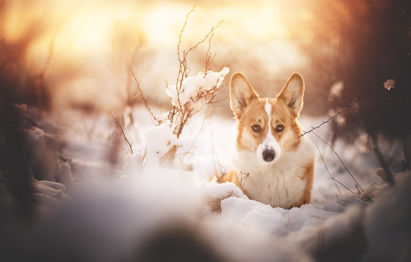 Wallpaper winter, look, snow, branches, dog, Welsh Corgi image for desktop, section собаки