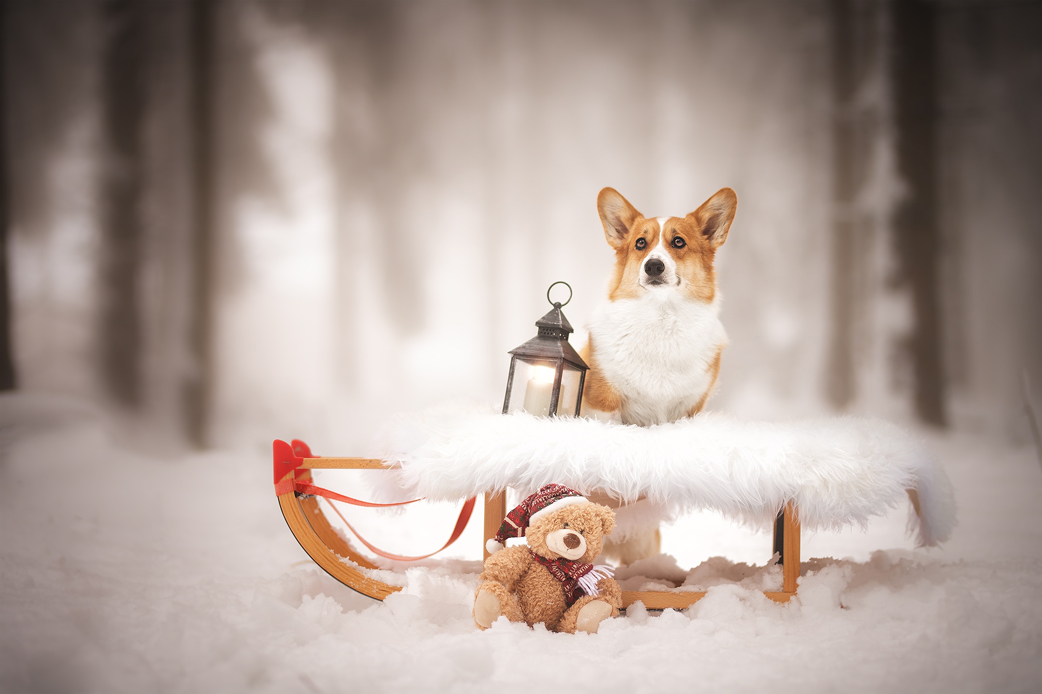 Corgi HD Wallpaper