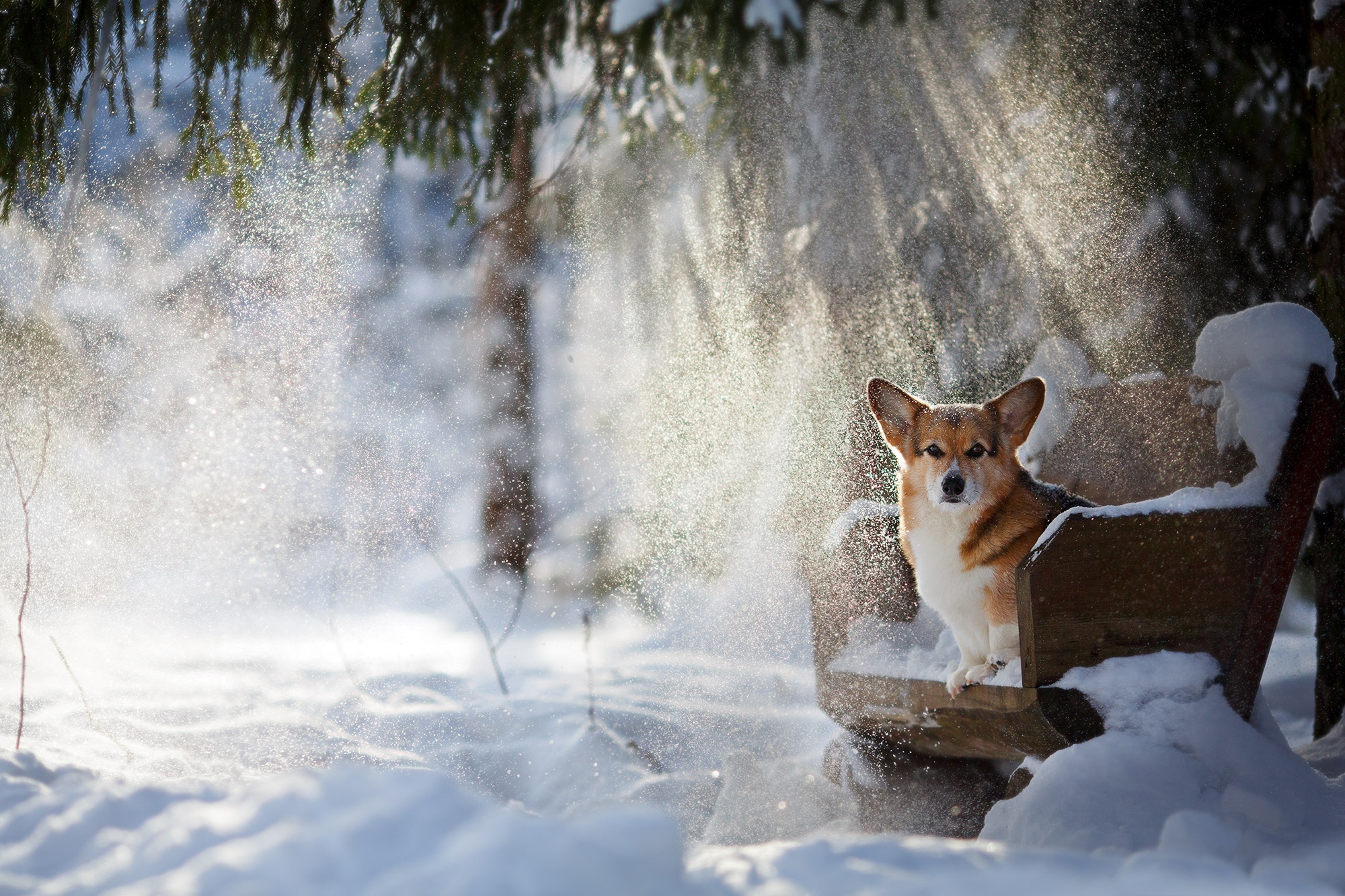 dog, Animals, Chair, Snow, Corgi Wallpaper HD / Desktop and Mobile Background