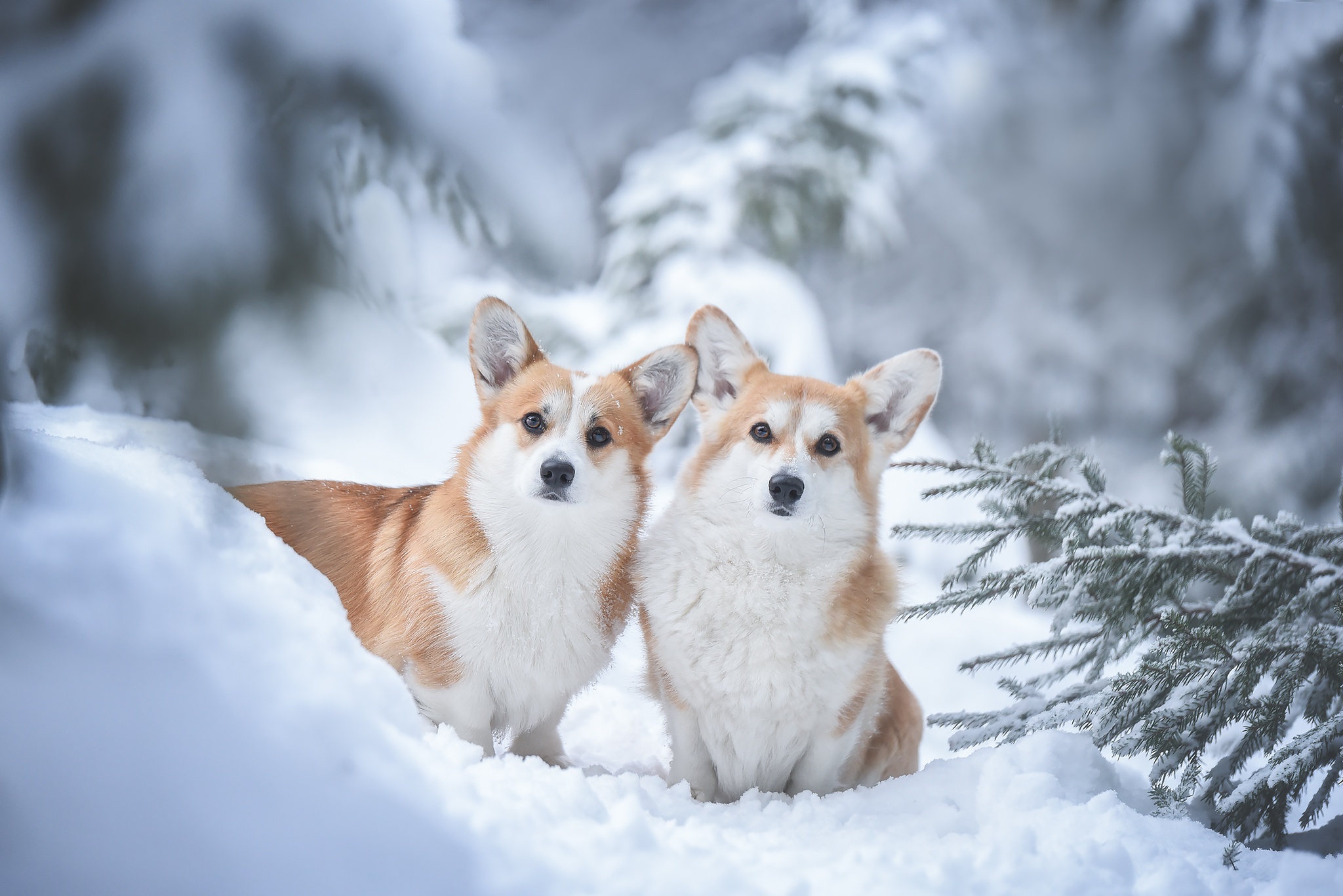 Corgi HD Wallpaper