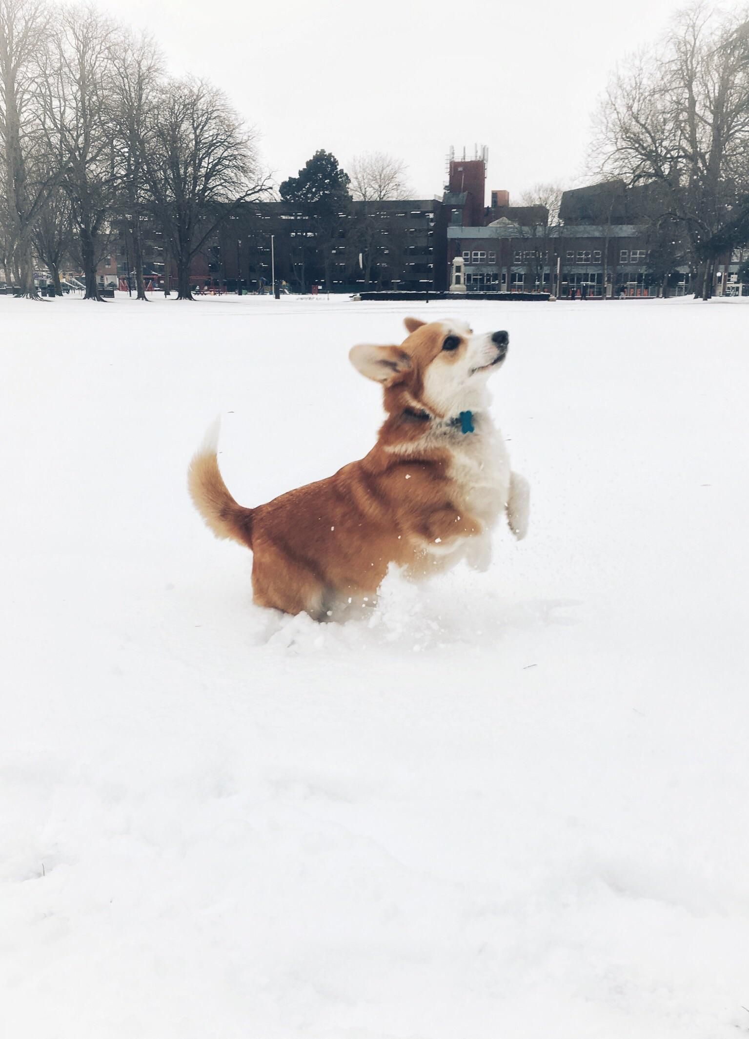 Corgi dog, Corgi, Cute animals