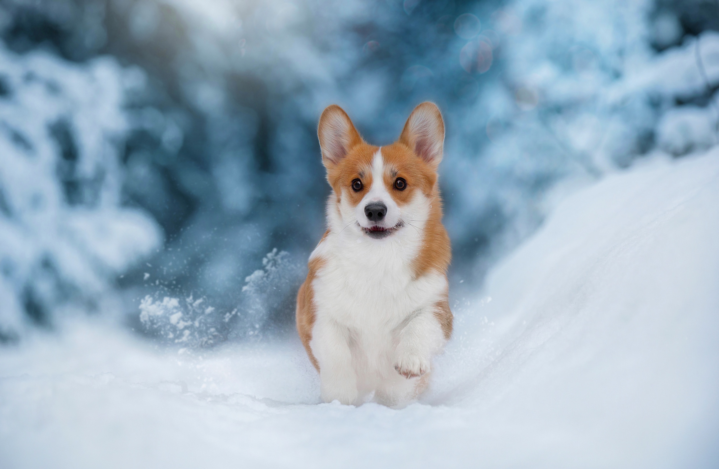 Corgi HD Wallpaper