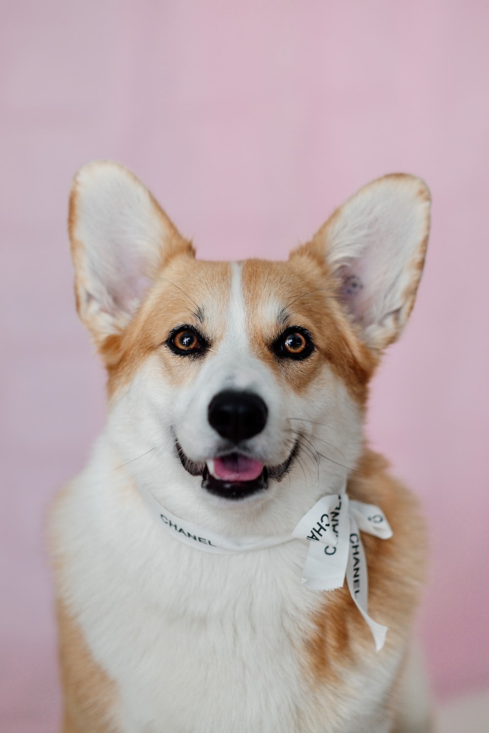 Corgi Picture. Download Free Image