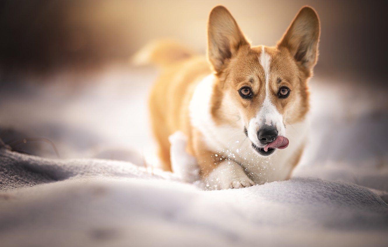 Wallpaper winter, language, look, snow, dog, face, Welsh Corgi image for desktop, section собаки