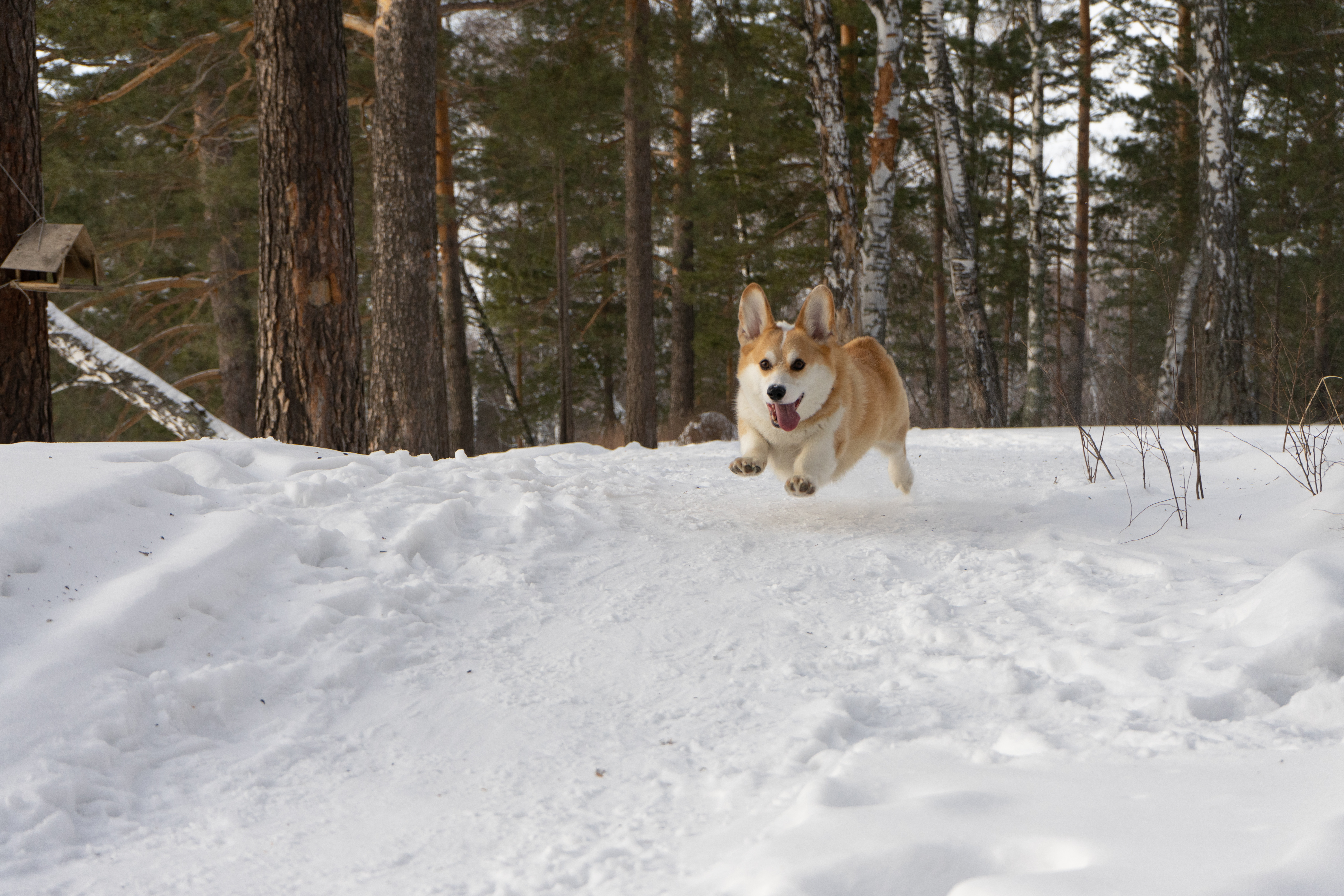Photo of a Corgi Jumping on Top of Snow · Free