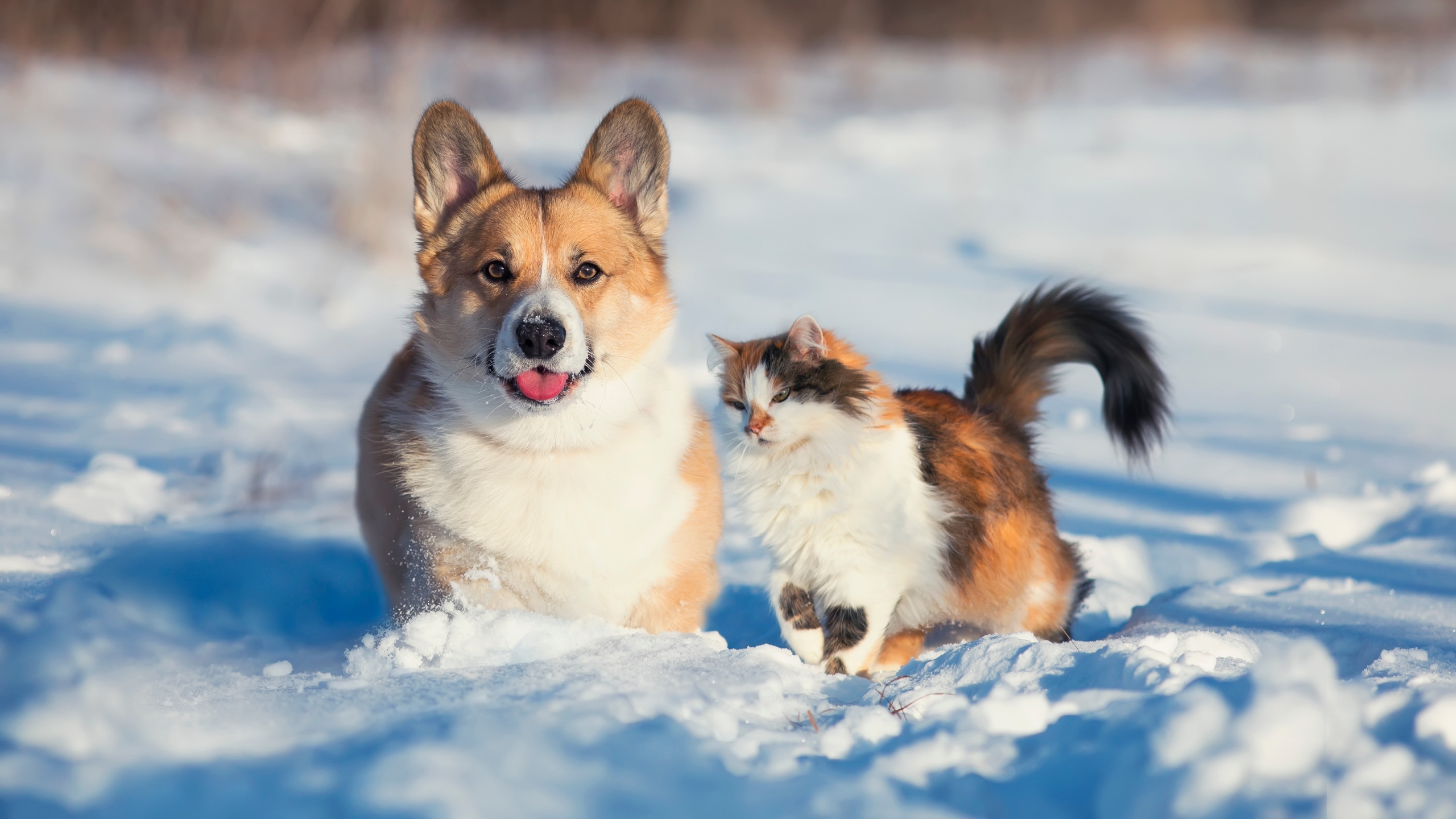 Winter pet safety tips from Operation Kindness
