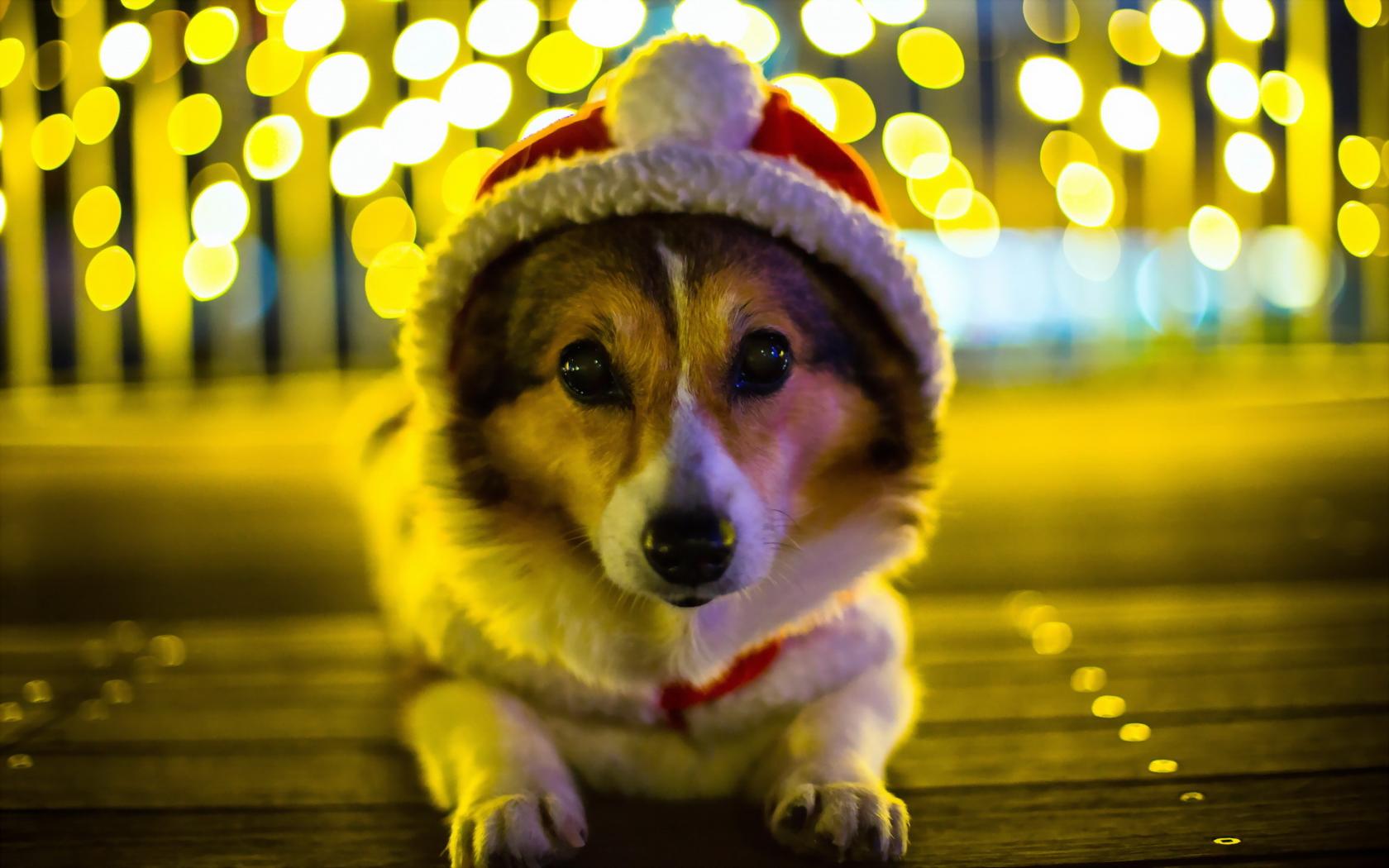 Cute Corgi Wallpaper