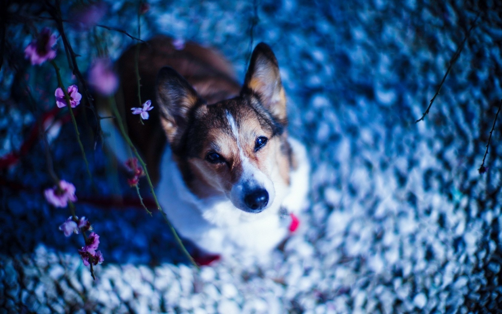animals, pink flowers, looking at viewer, snow, winter, blue, dog, blurred, Corgi, flower, season, puppy, mammal, vertebrate, close up, dog like mammal Gallery HD Wallpaper